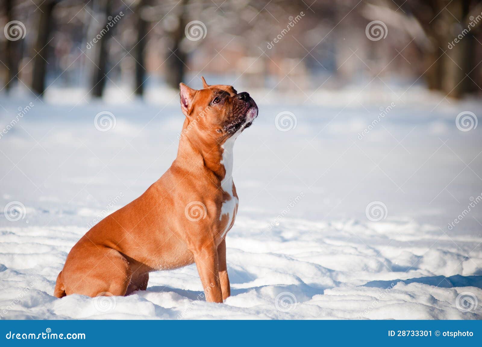 American Staffordshire Terrier Dog Winter Portrait Stock