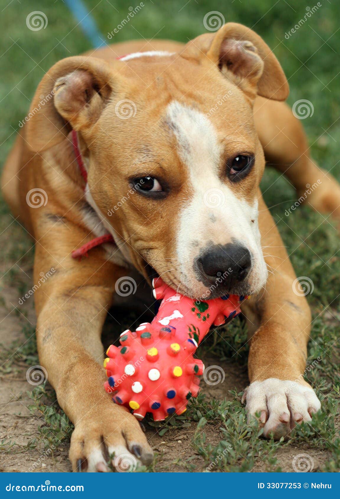 are bones easily digested by a american staffordshire terrier