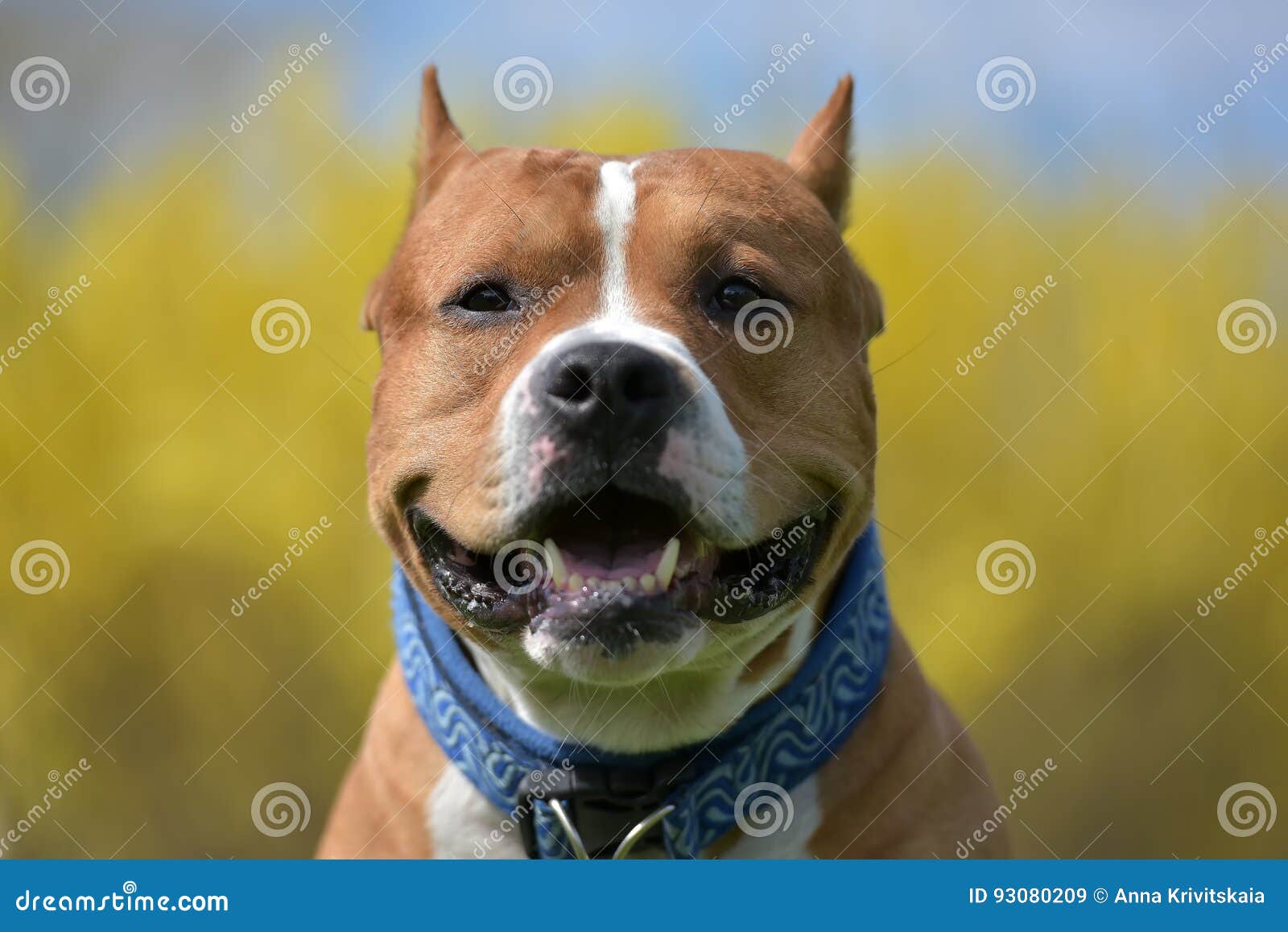 American Staffordshire Terrier Portrait Stock Image