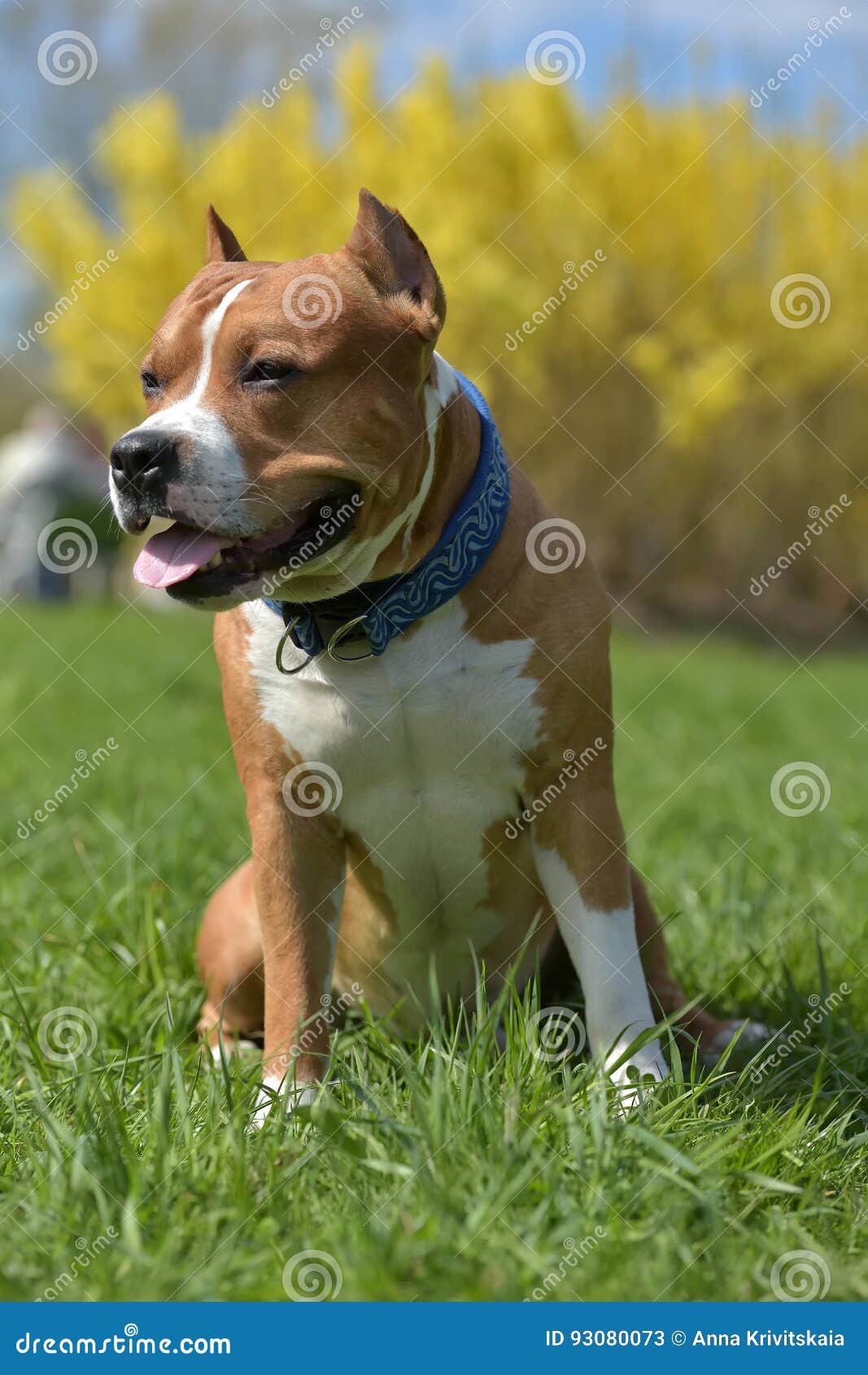 American Staffordshire Terrier Sits Stock Image Image of energy