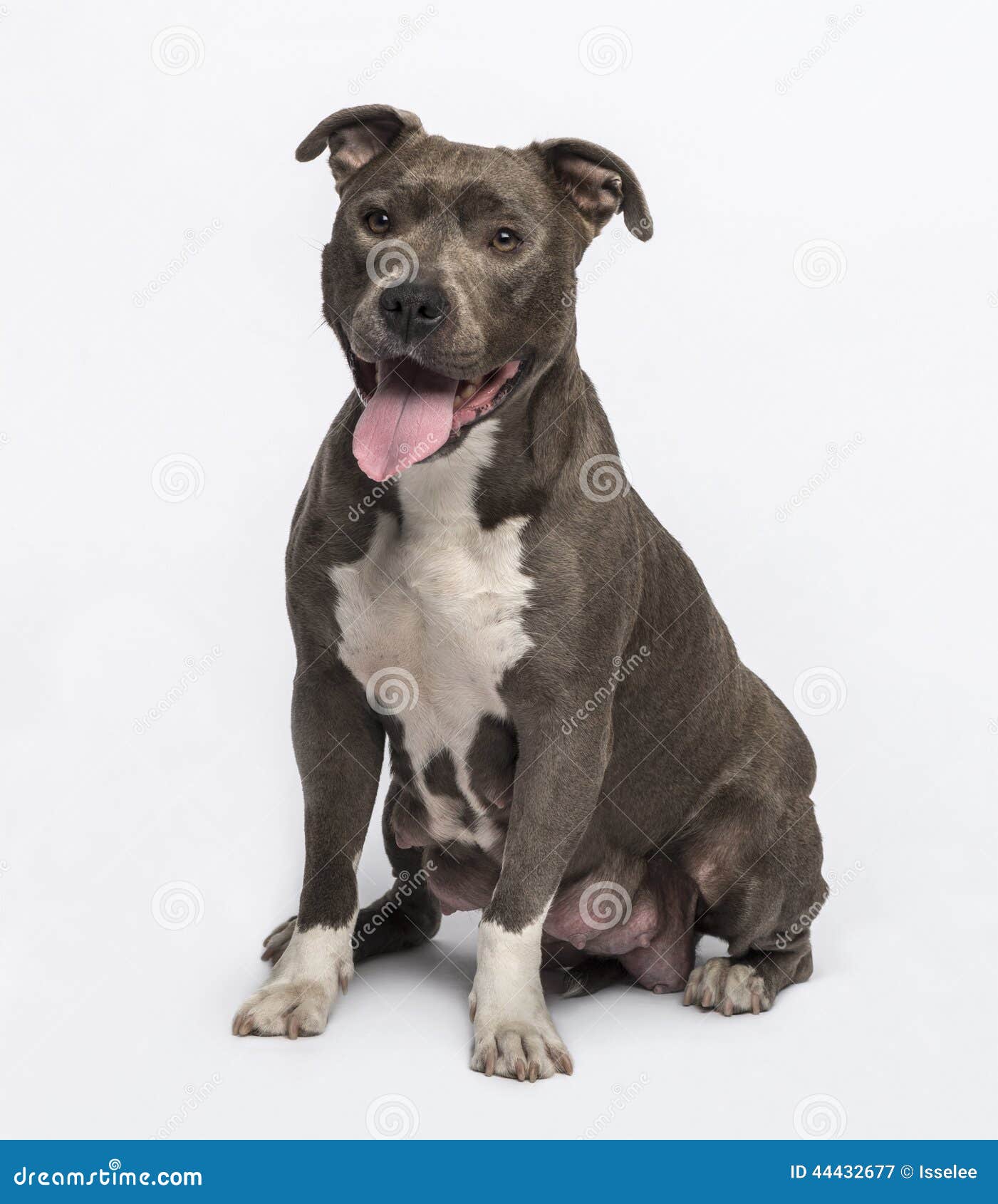 amstaff grey