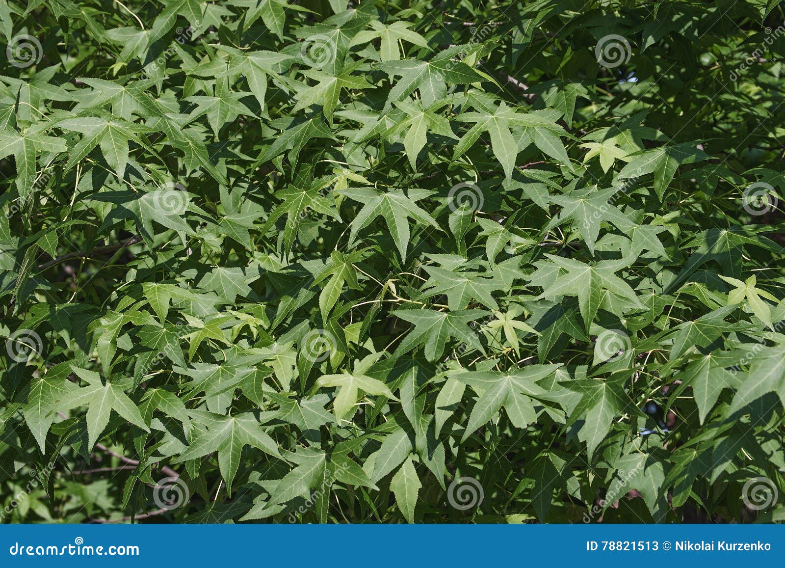 american sweetgum foliage