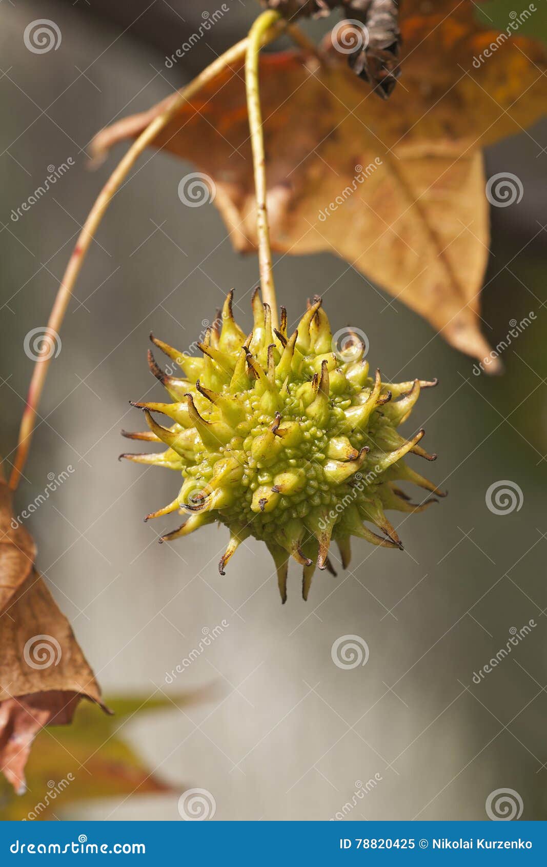 american sweetgum fruit