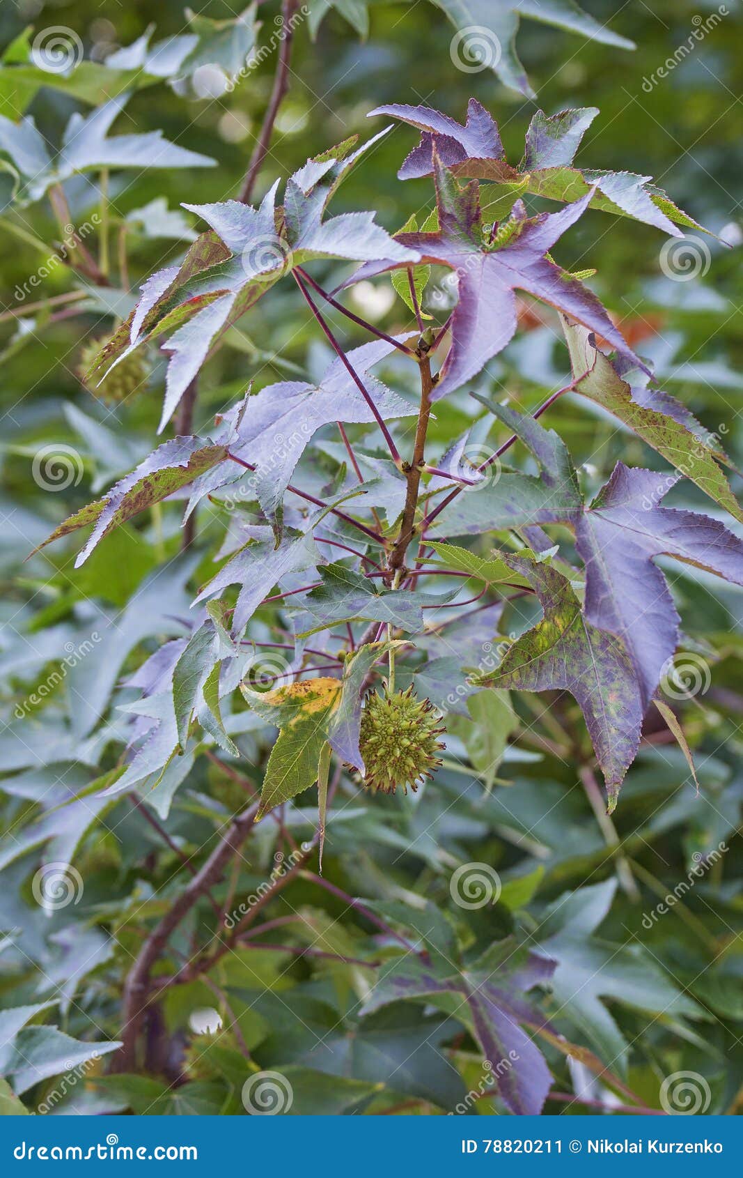 american sweetgum leaves and fruit