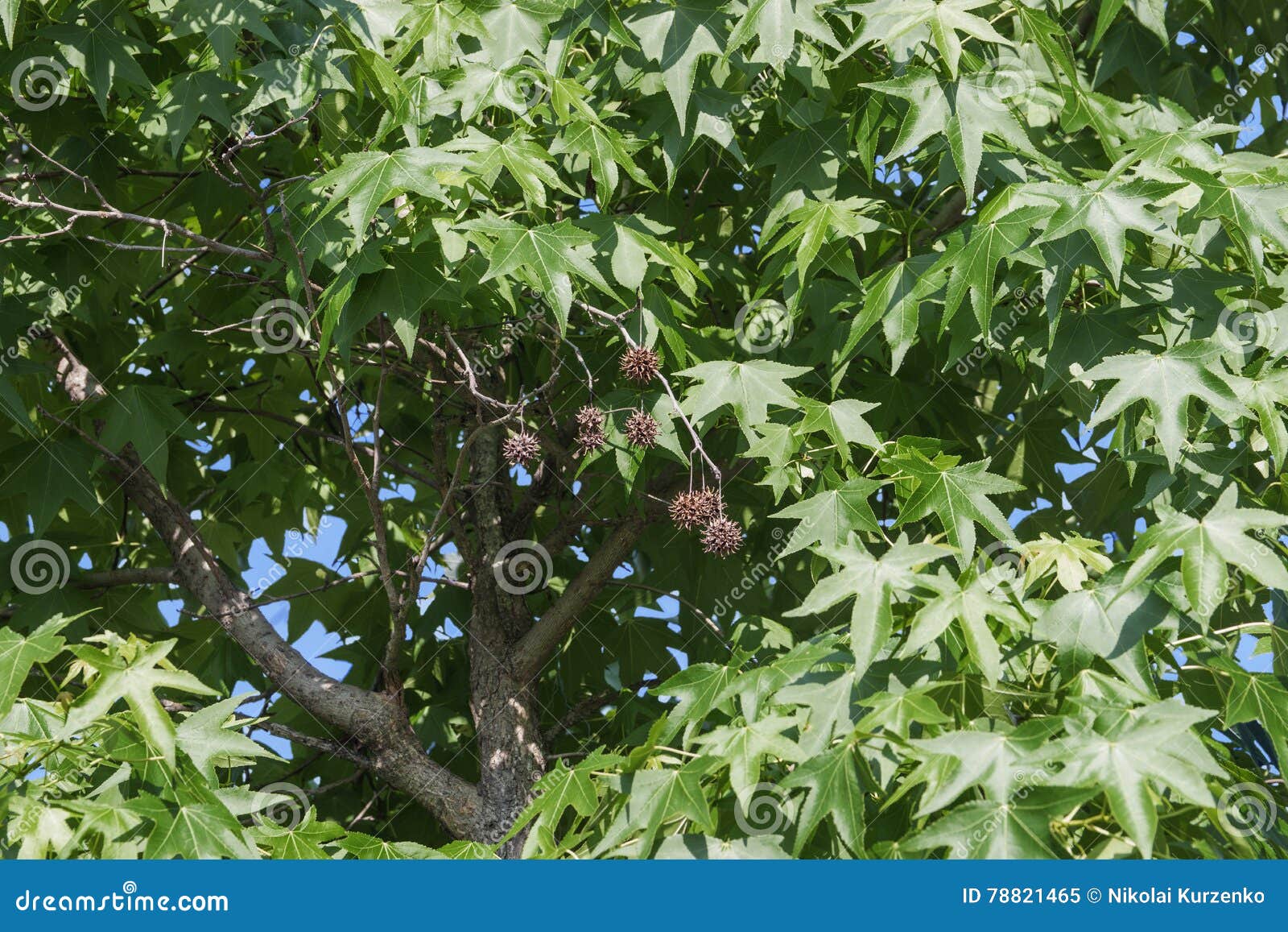 american sweetgum leaves and fruits