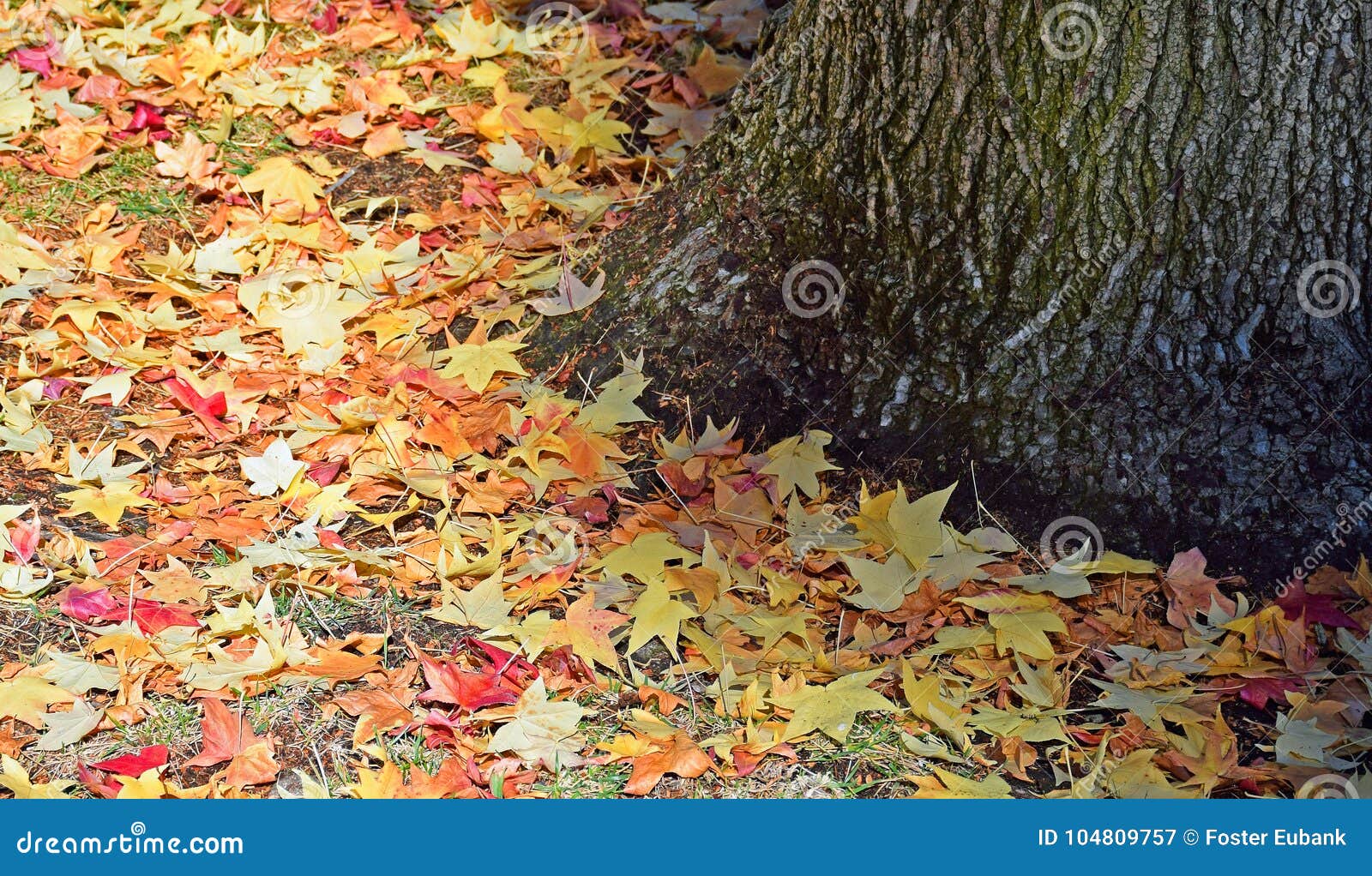 american sweetgum (liquidambar styraciflua) tree leaves on groun nd