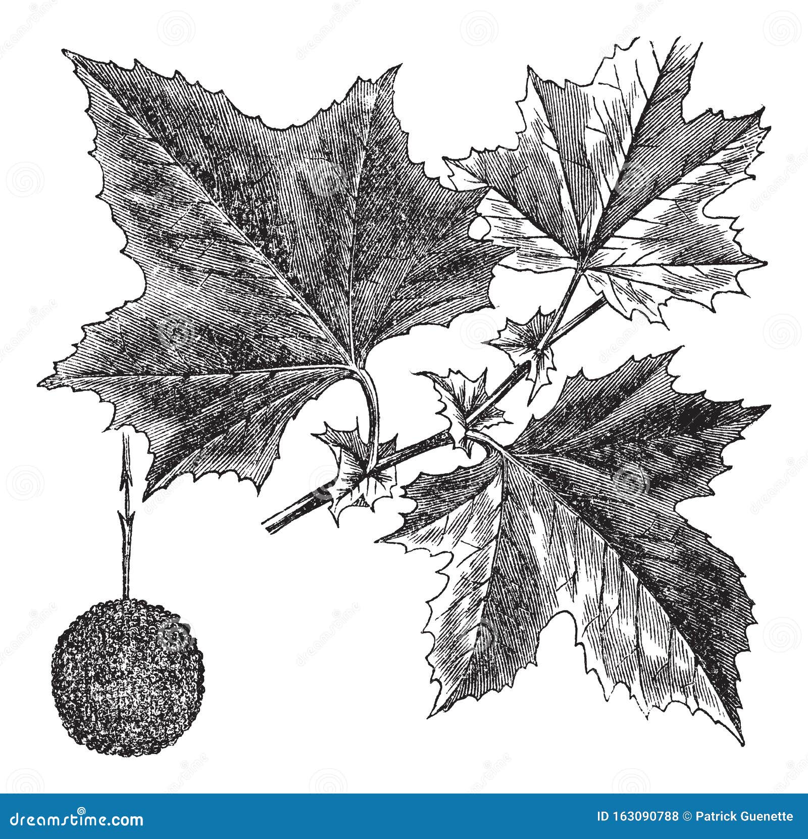 american sycamore platanus occidentalis vintage engraving engraved illustration trousset encyclopedia 163090788