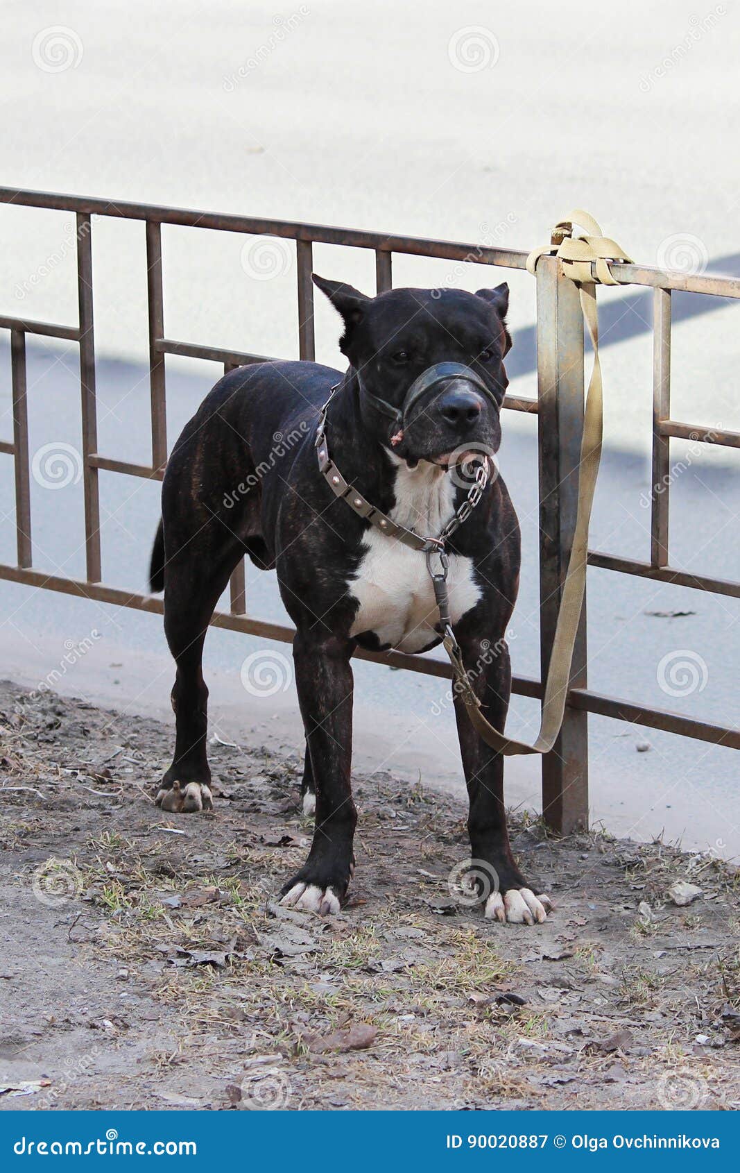 american tiger pit bull terrier is tied to the fence and expects the owners near the store stock image image of terrier expects 90020887
