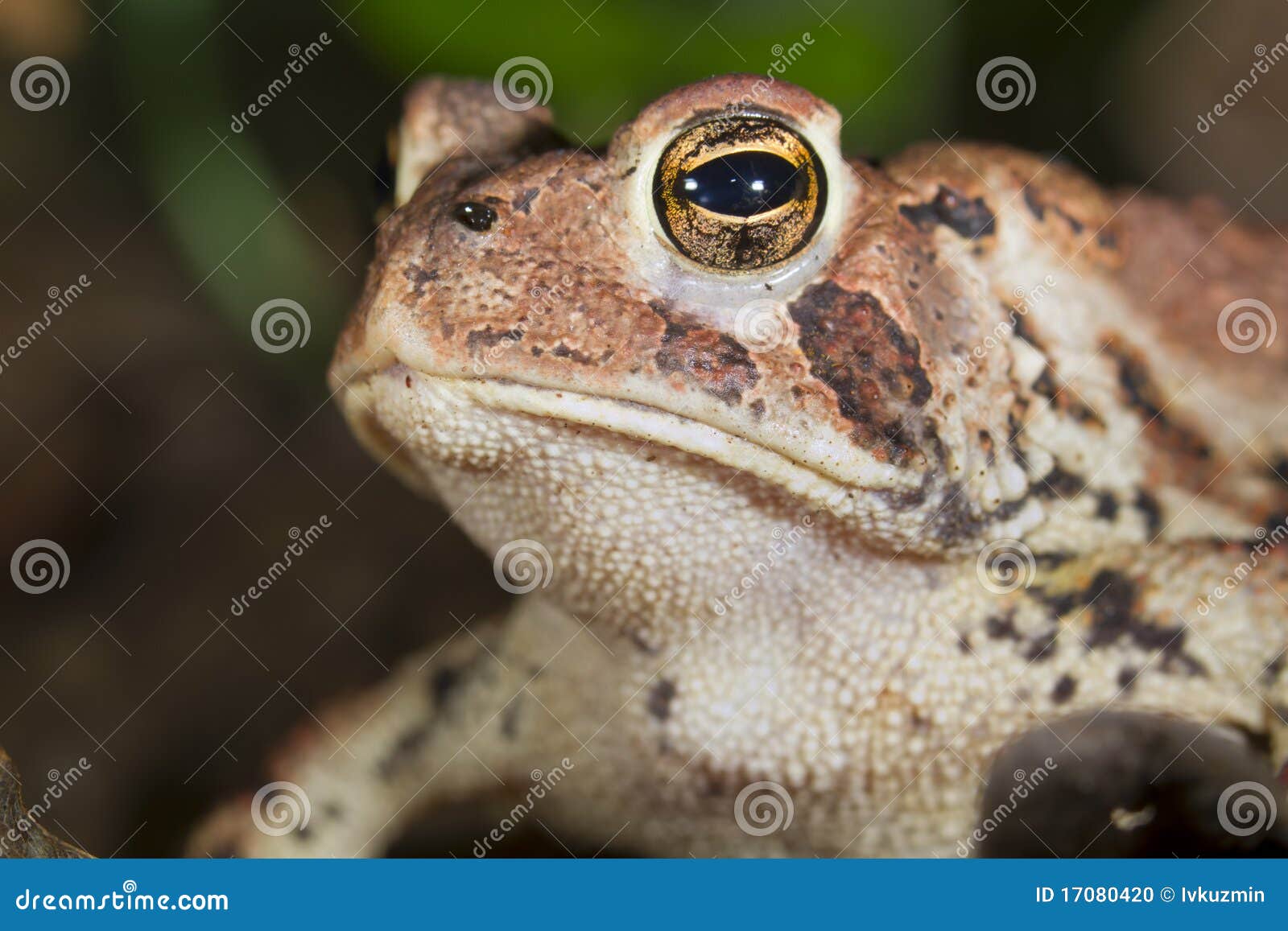 American Toad (Bufo Americanus). Stock Photo Image of bufo, close