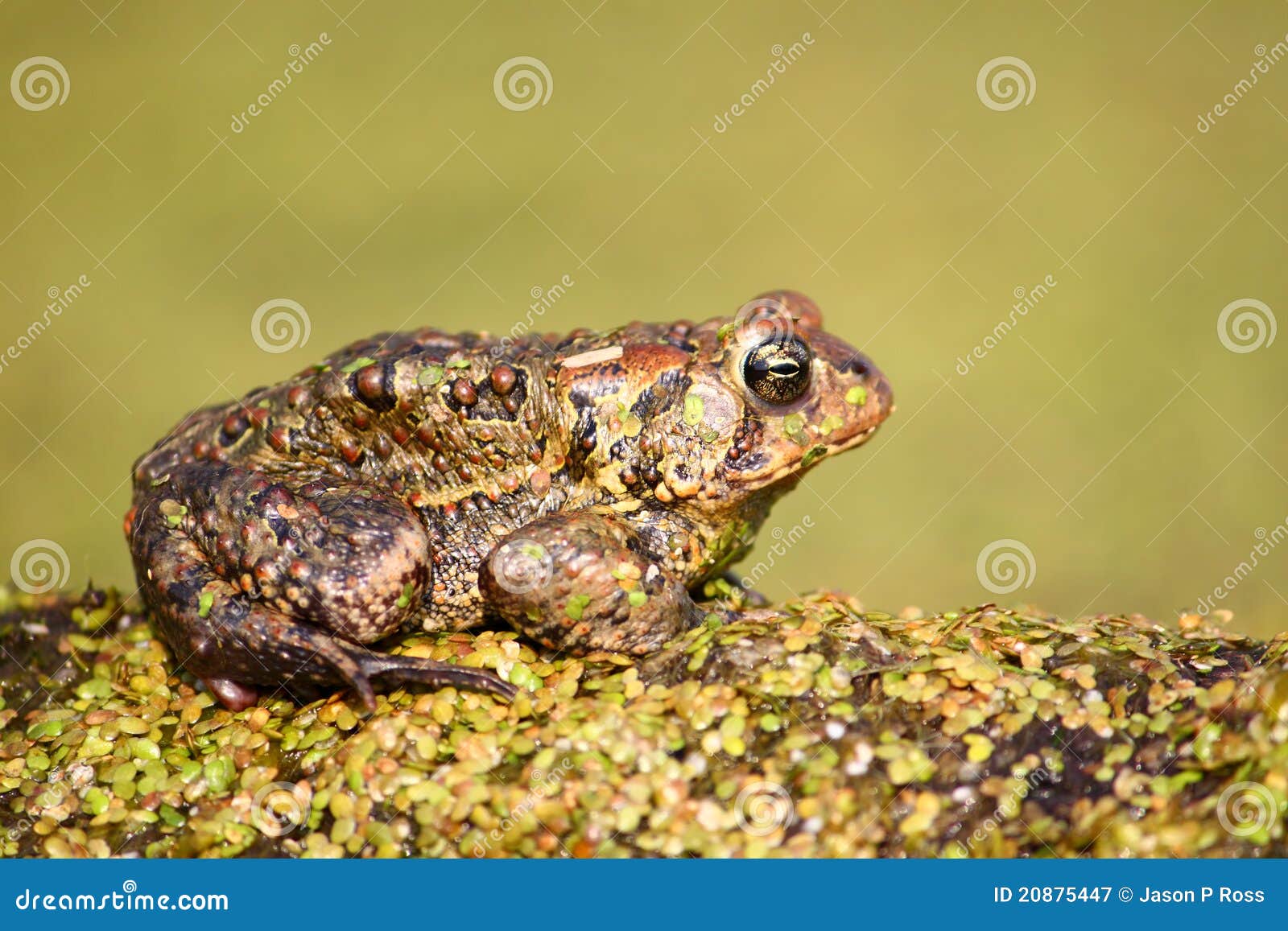 american toad (bufo americanus)