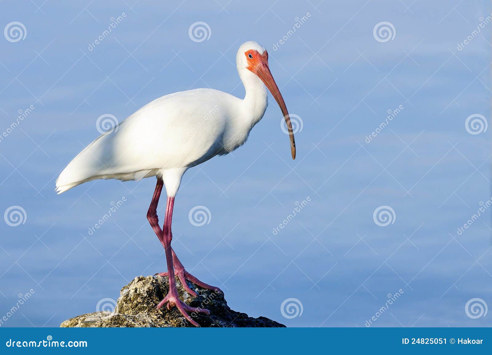 american white ibis, eudocimus albus