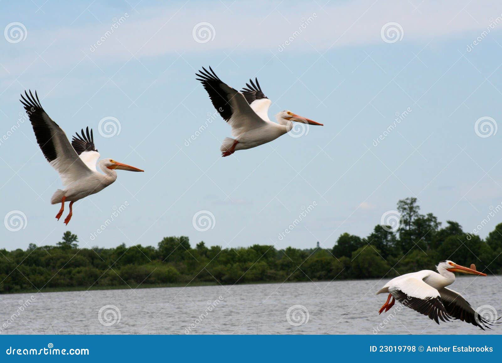 american white pelicans in flight
