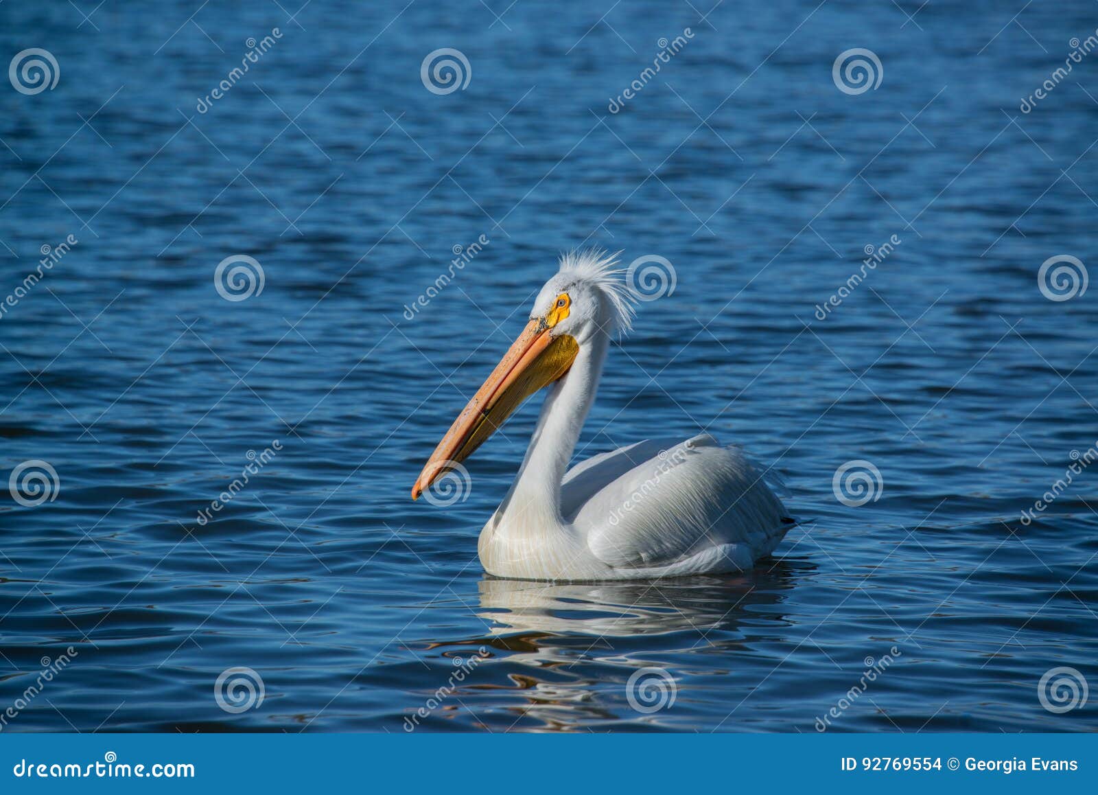american white pelicans migrate through colorado every spring