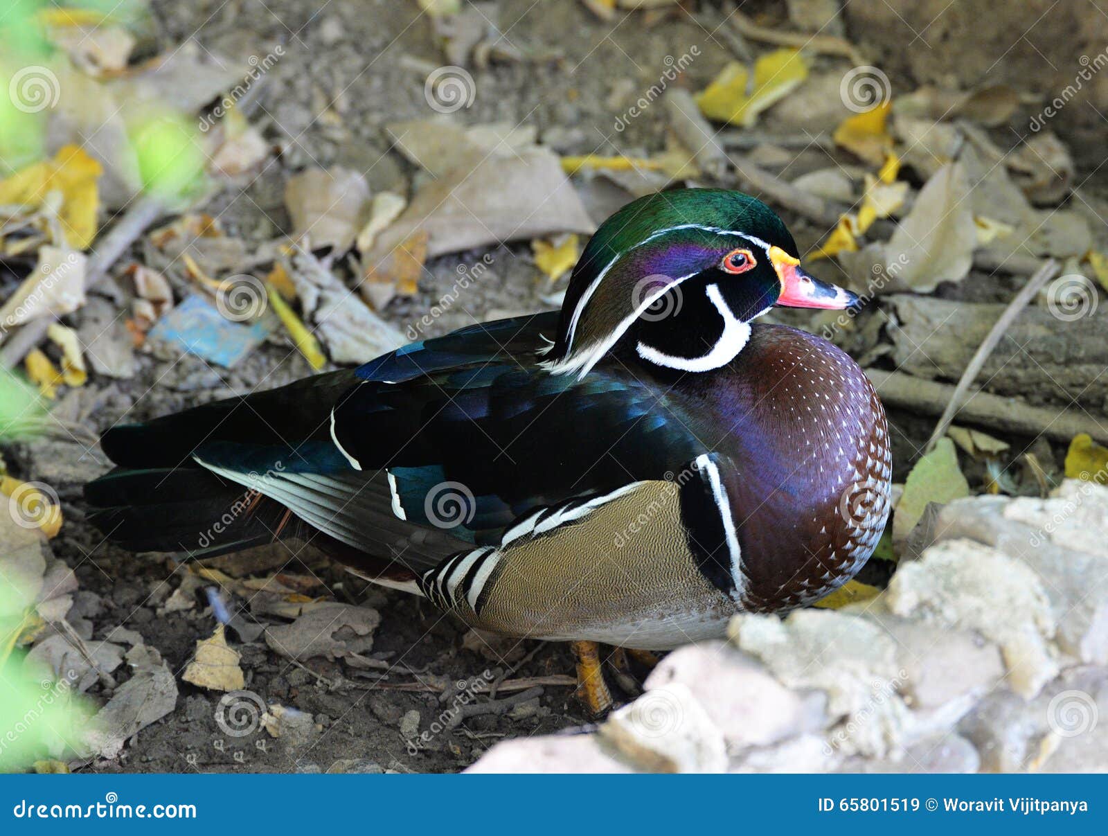 American wood duck stock image. Image of colorful, fowl 65801519