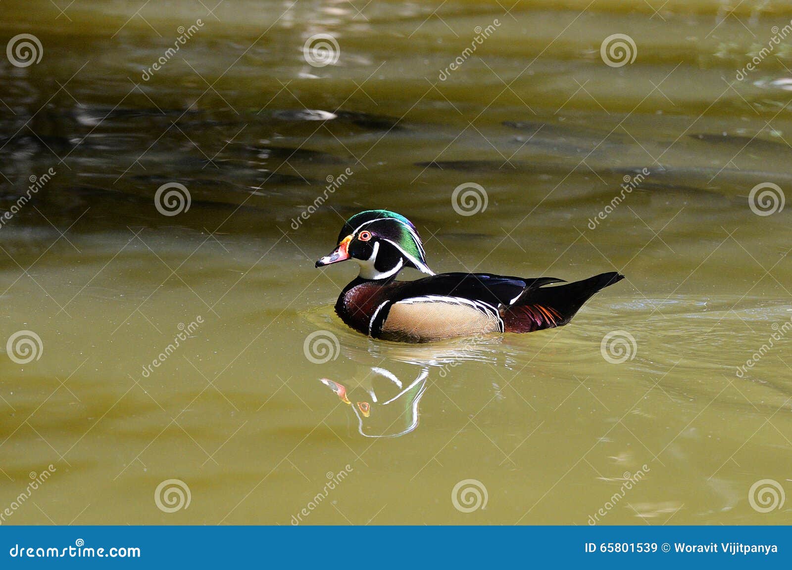 American wood duck stock image. Image of nature, feather 65801539