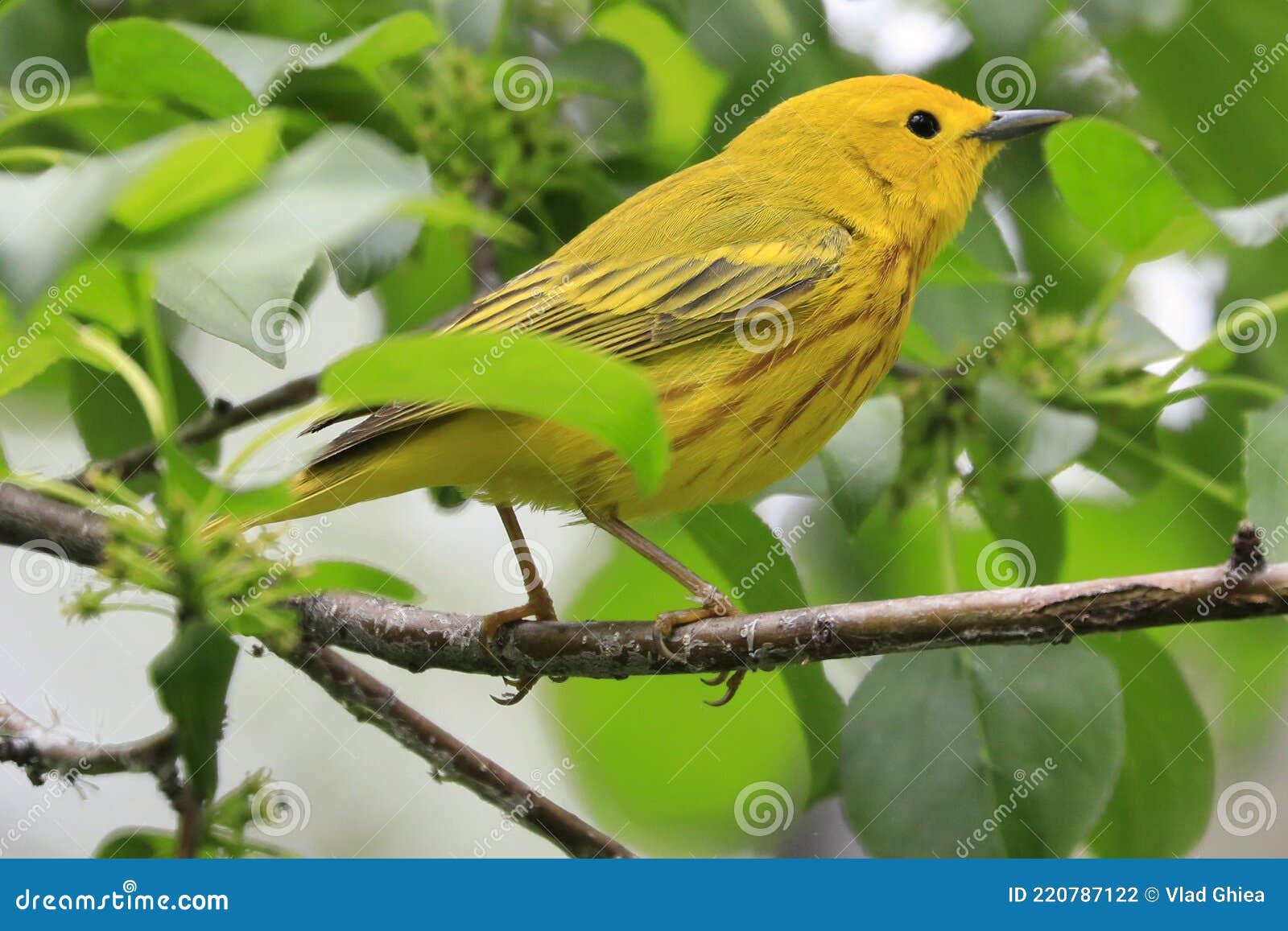 american yellow warble sitting on a tree brunch