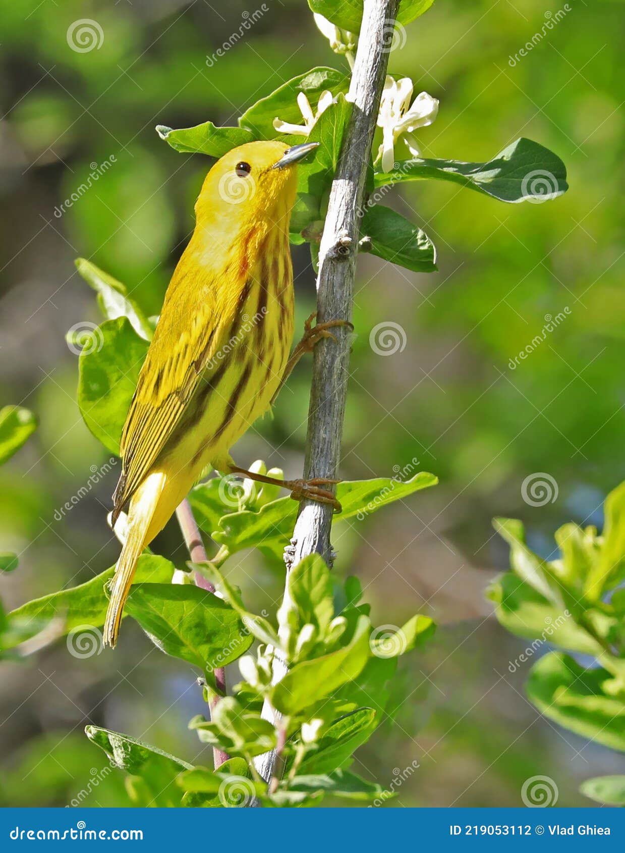 american yellow warble sitting on a tree brunch