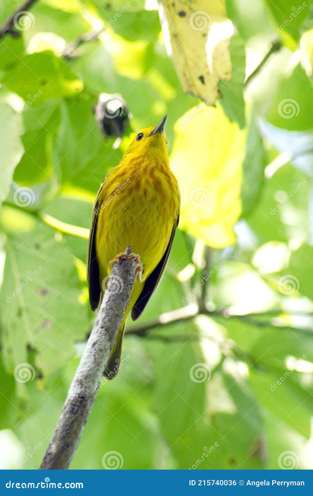 american yellow warbler on isabela island