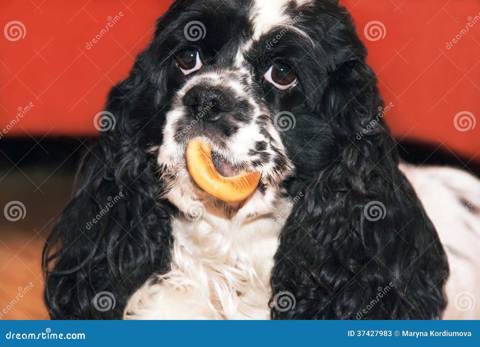 Cocker Spaniel - Un Dañoso Cocker Spaniel Cara Ilustración En Negro Y - Foto 8