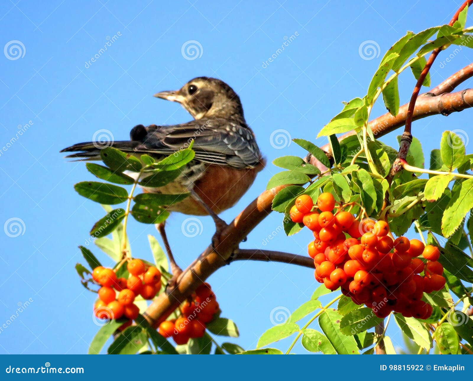 Americano Robin di Thornhill e sorba 2017. Americano Robin su un albero della sorba in foresta di Thornhill, Canada, il 26 agosto 2017