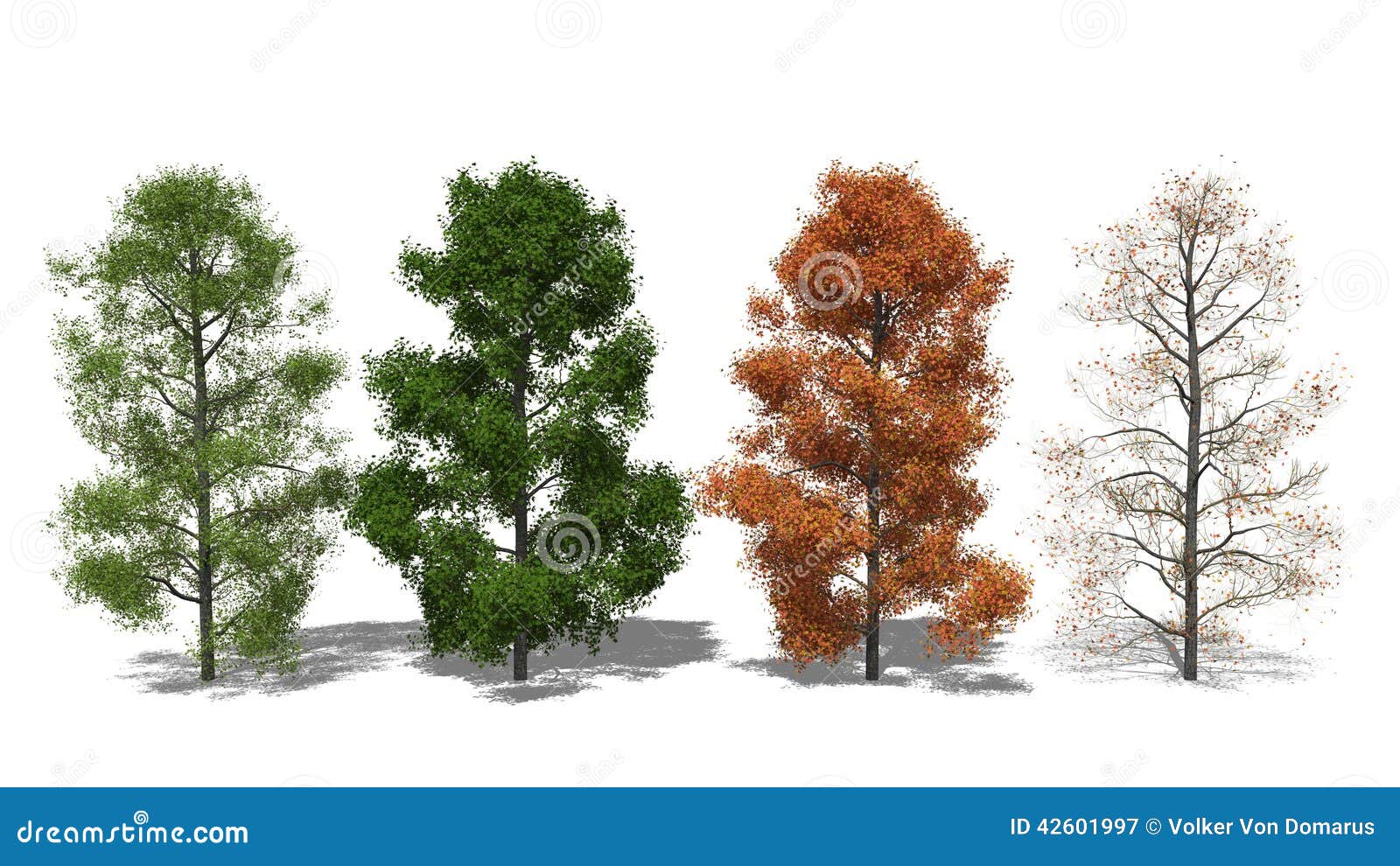 Amerikanischer Amberbaum (Liquidambar Styraciflua) Four Seasons Stock