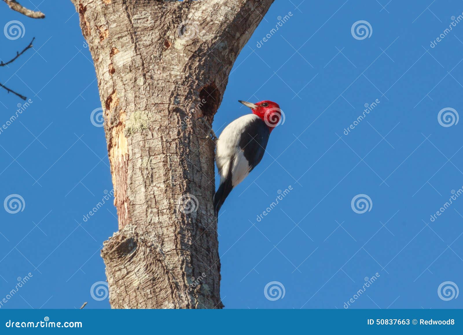 Amerikanischer Rotkopfspecht Stockbild - Bild von verschachtelung