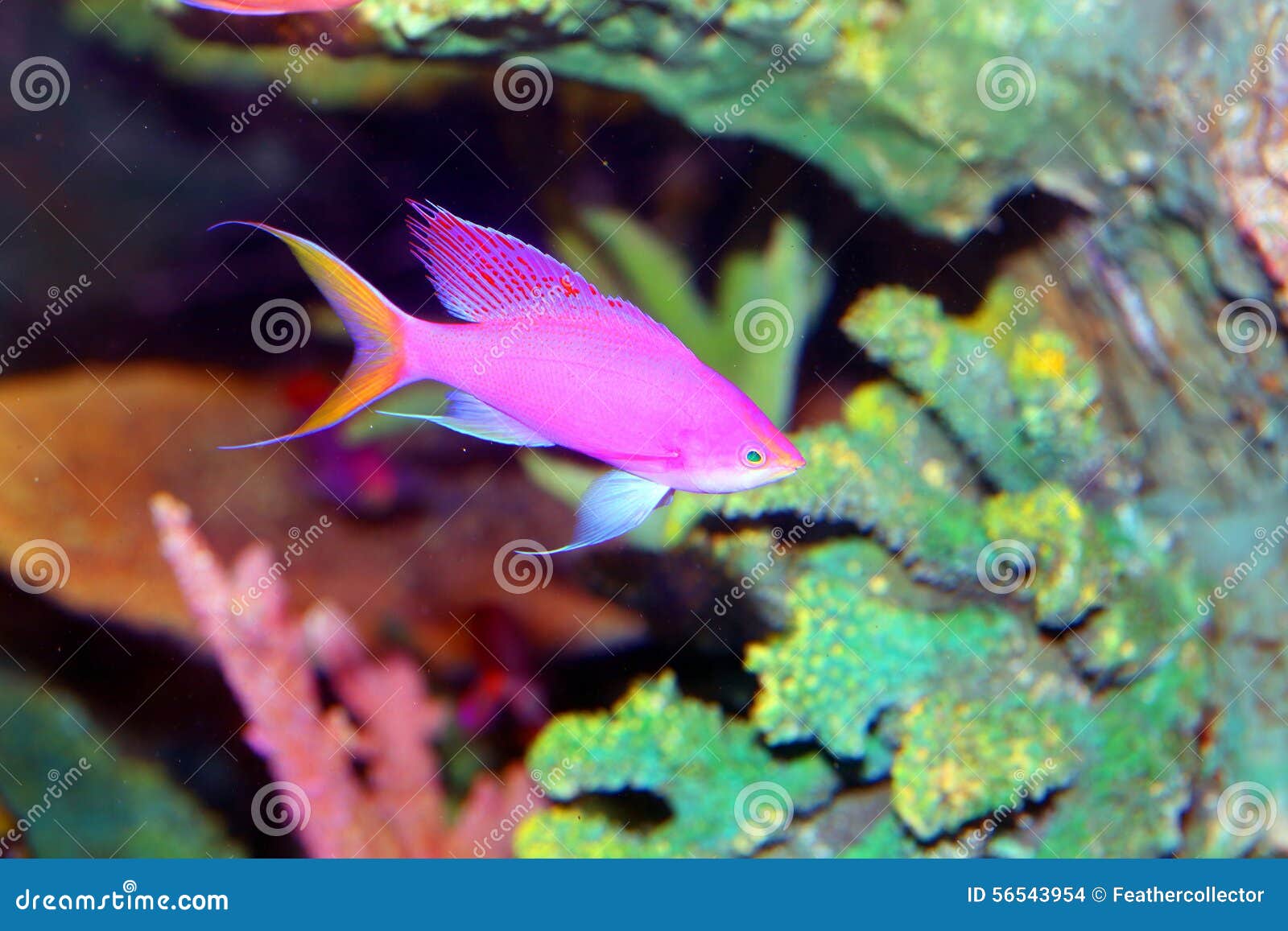 Amethyst anthias stock photo. Image of natural, aquarium - 56543954
