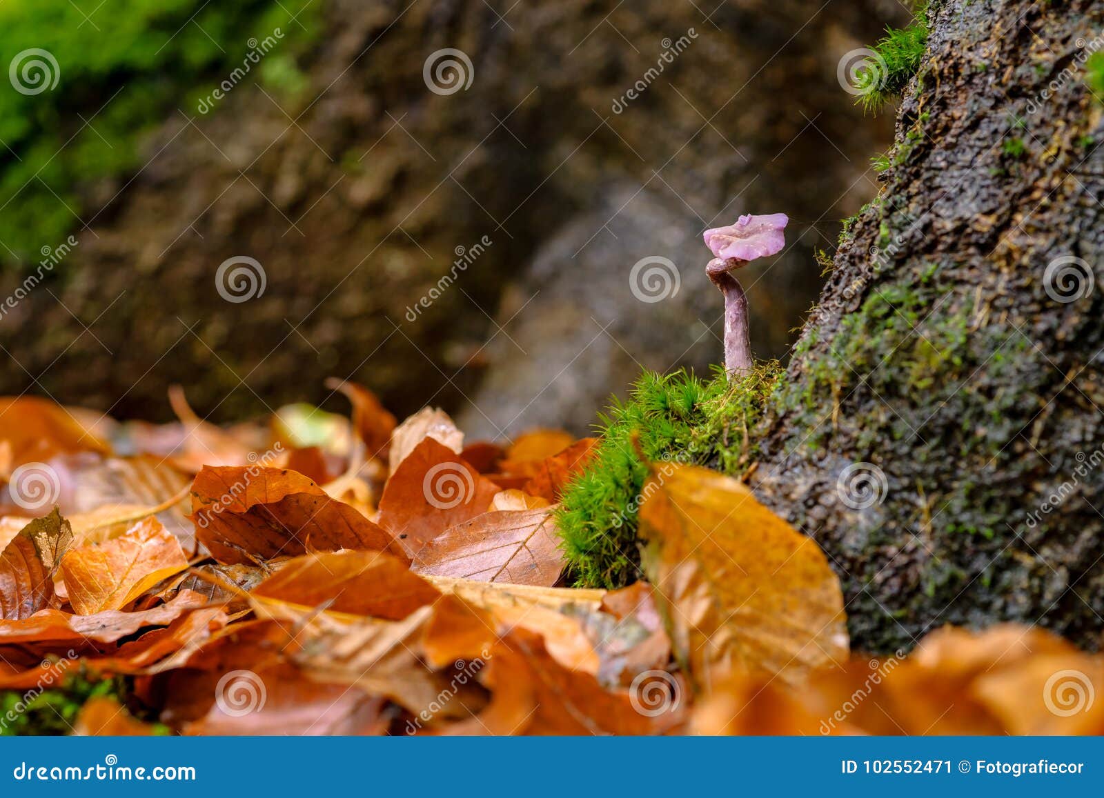 amethyst deceiver mushroom inthe forrest
