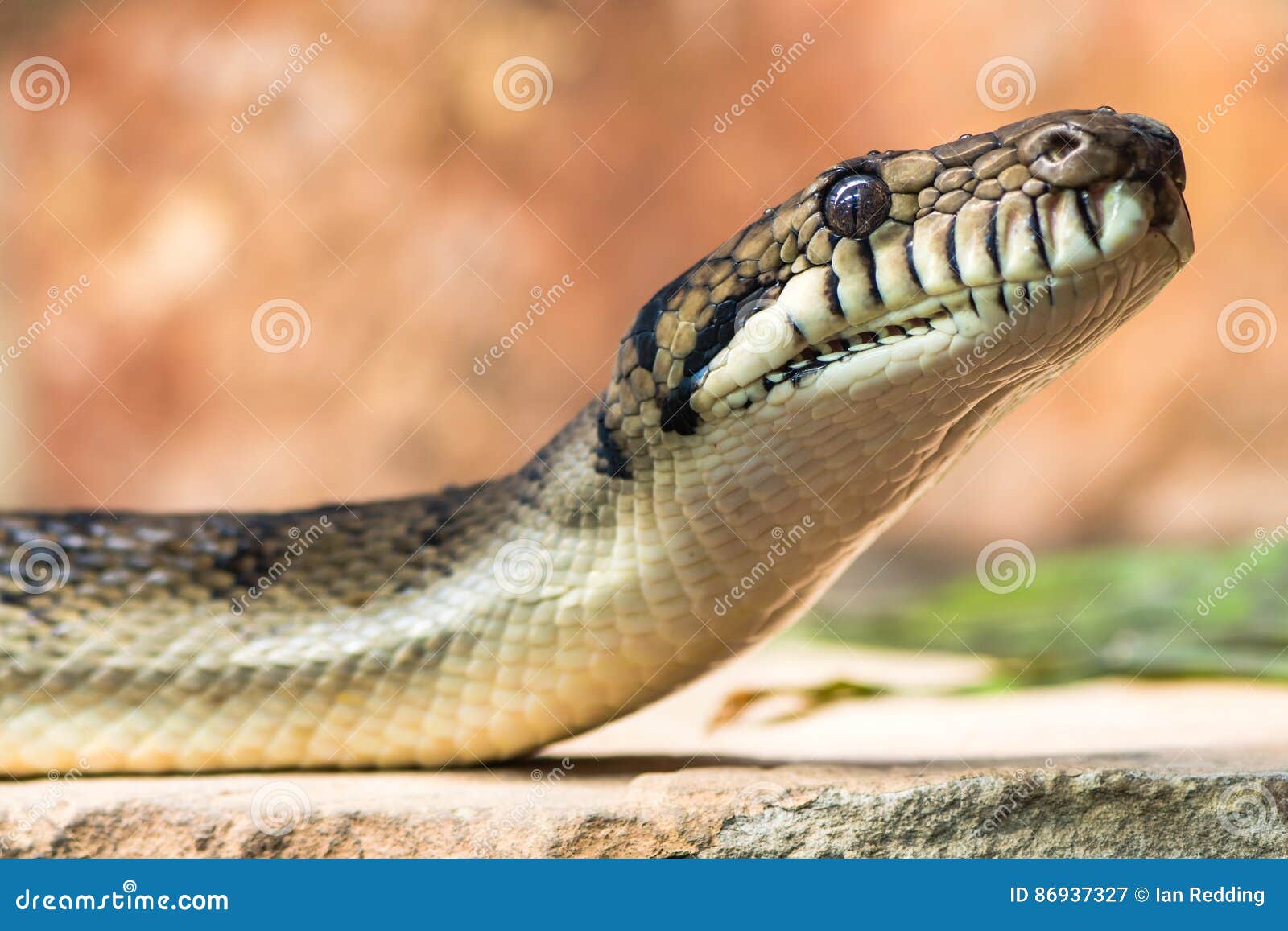 amethystine python & x28;morelia amethistina& x29; head and neck raised
