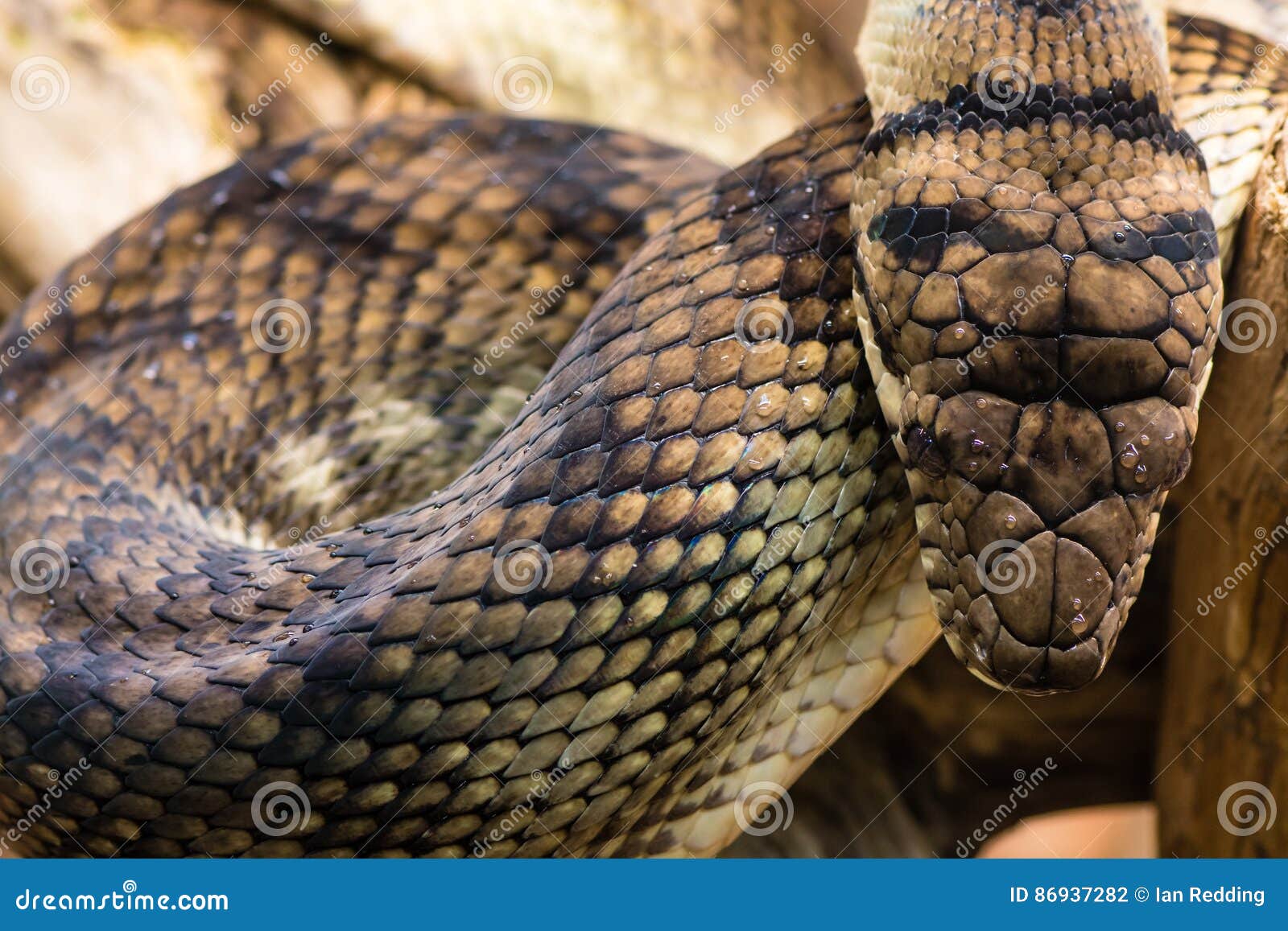 amethystine python & x28;morelia amethistina& x29; looking down on head