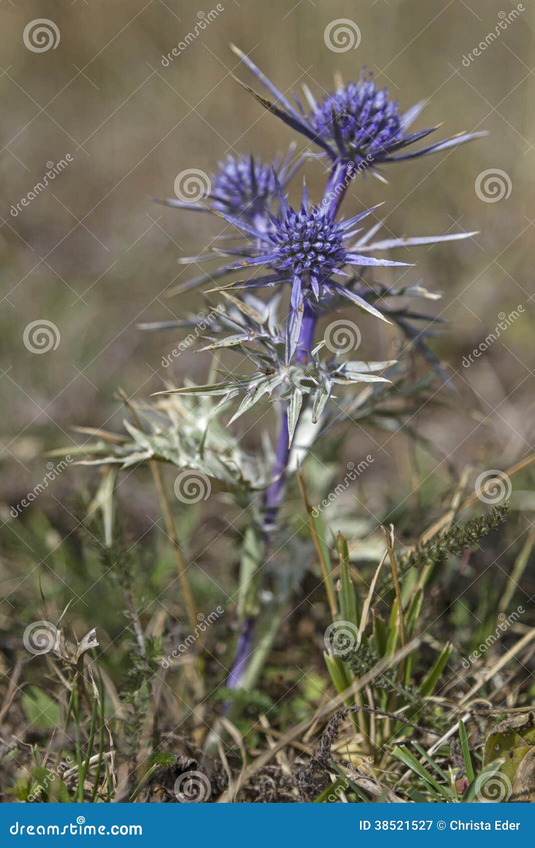 Amethystinum del Eryngium imagen de archivo. Imagen de flor 38521527