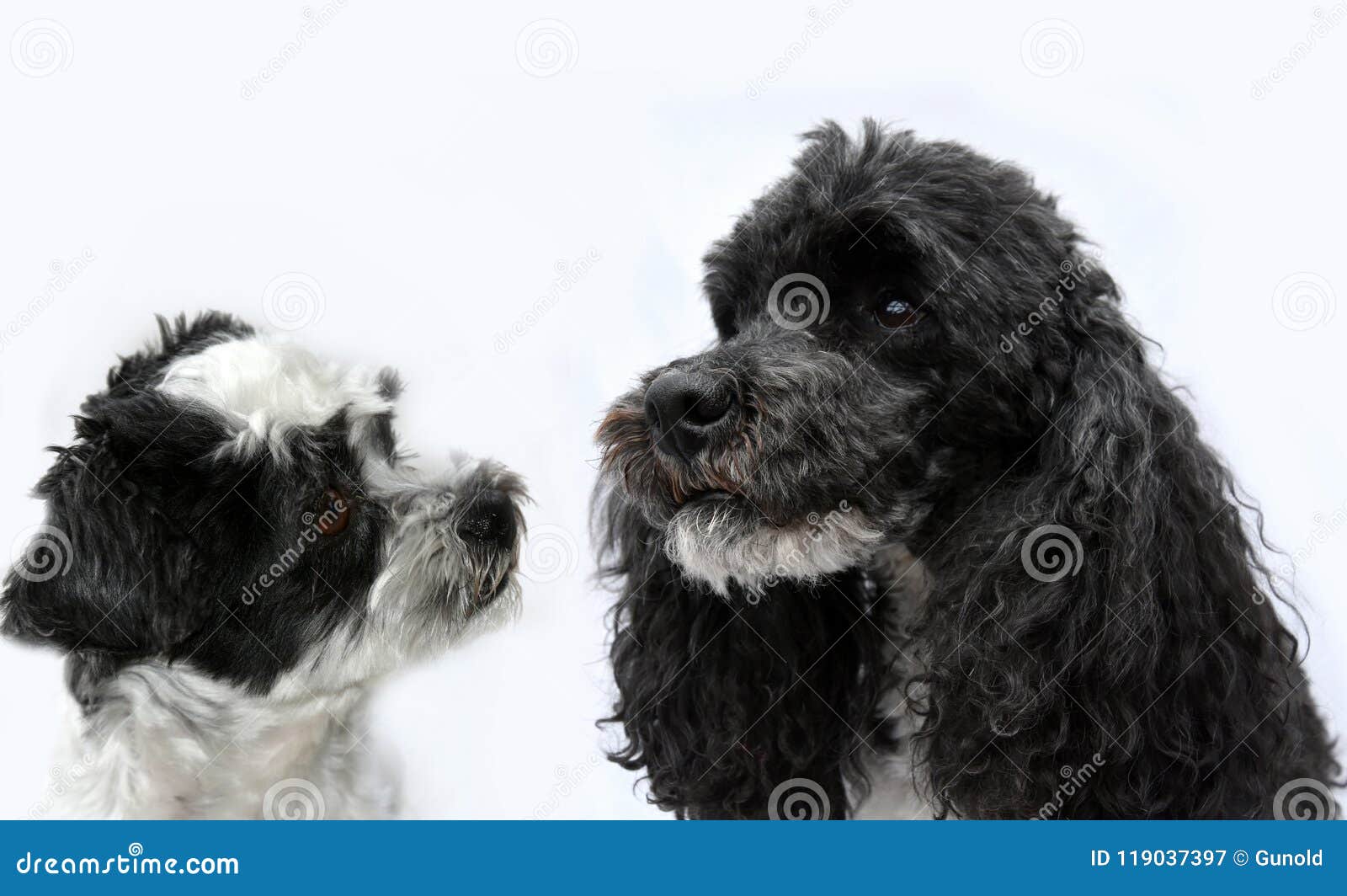 Amici In Bianco E Nero Del Cane Immagine Stock Immagine Di Moggy