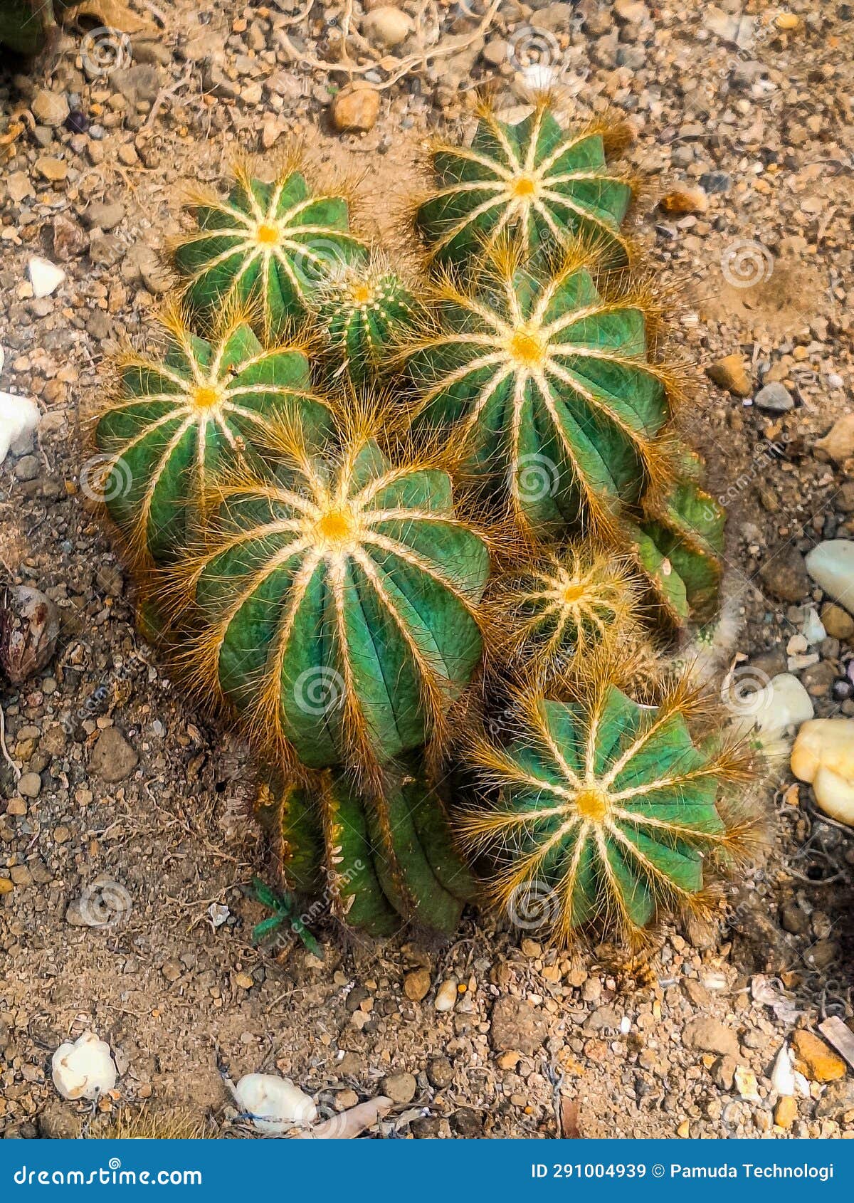 Amidst the Arid Landscape, Cacti Stand Resilient, Their Unique Forms a(07)