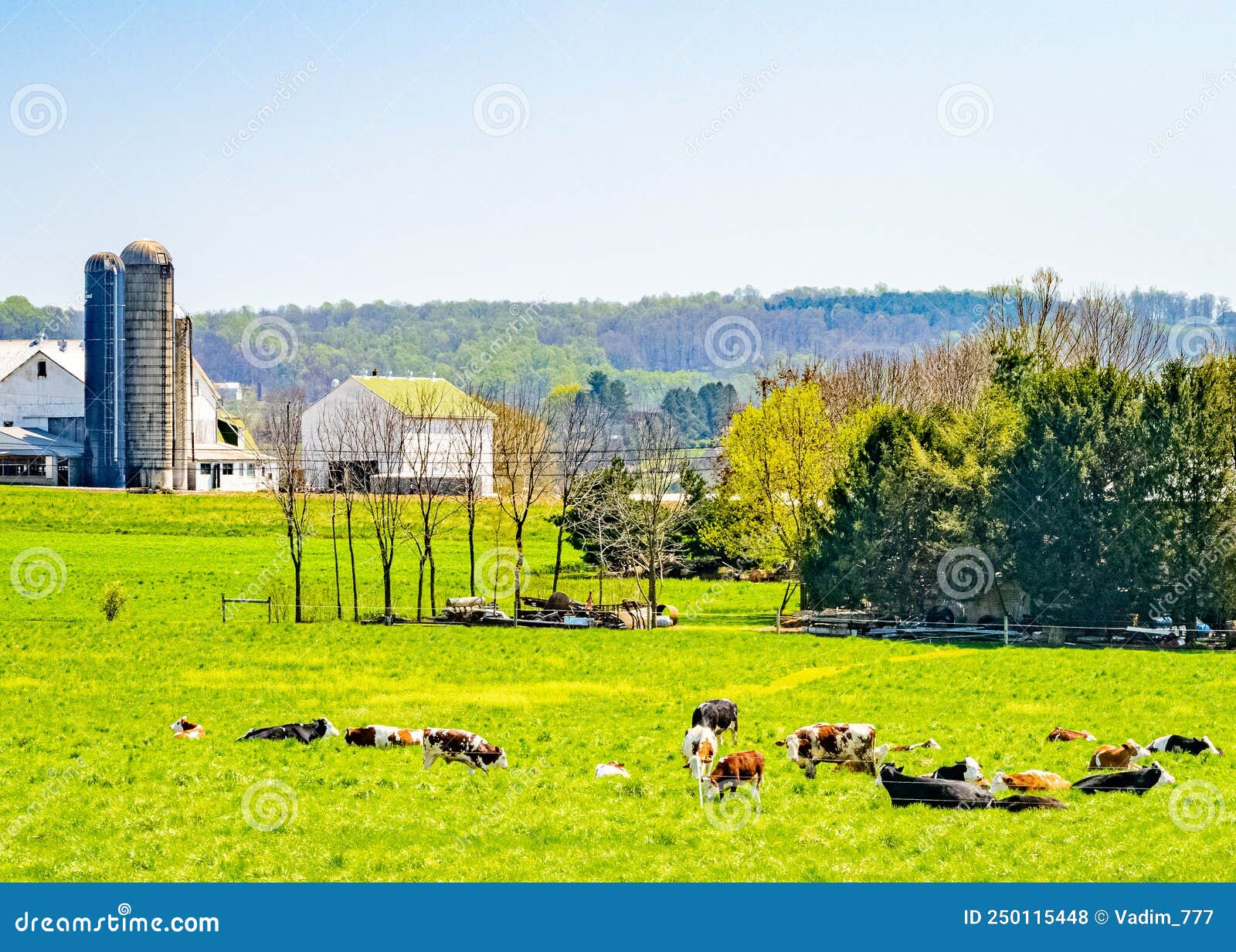 Amish Country, Grazing Cows, Farm, Home and Barn on Field Agriculture ...