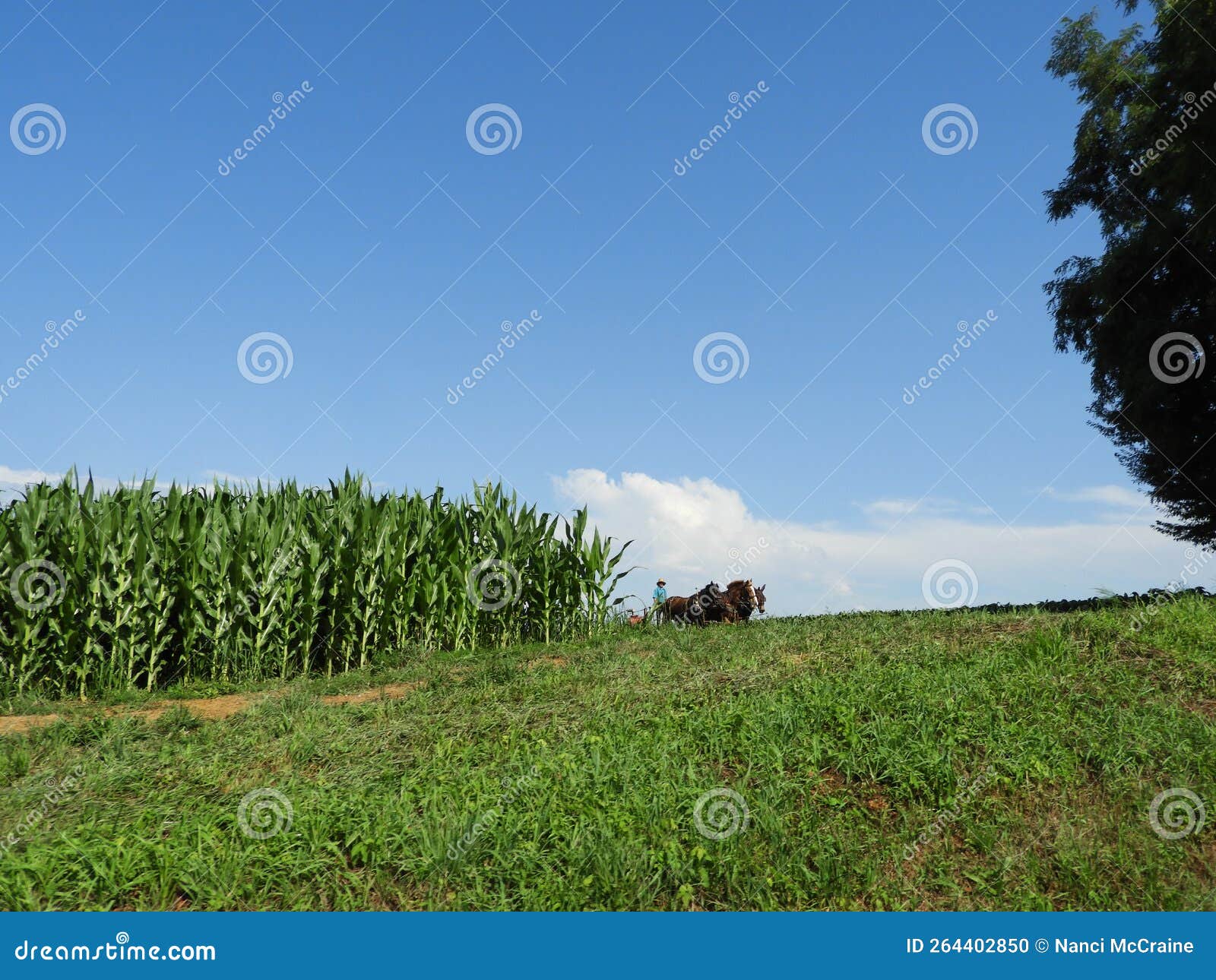 Pennsylvania Amish Farmer and Horses Work Fields Editorial Image