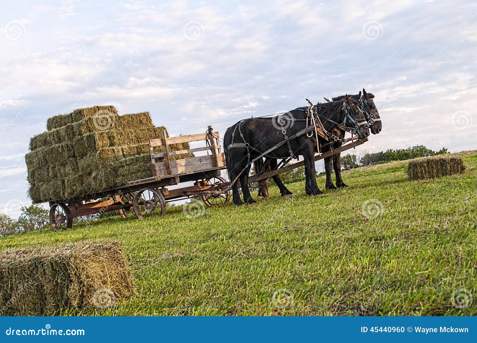 Amish hay wagon stock photo. Image of bales, agriculture 