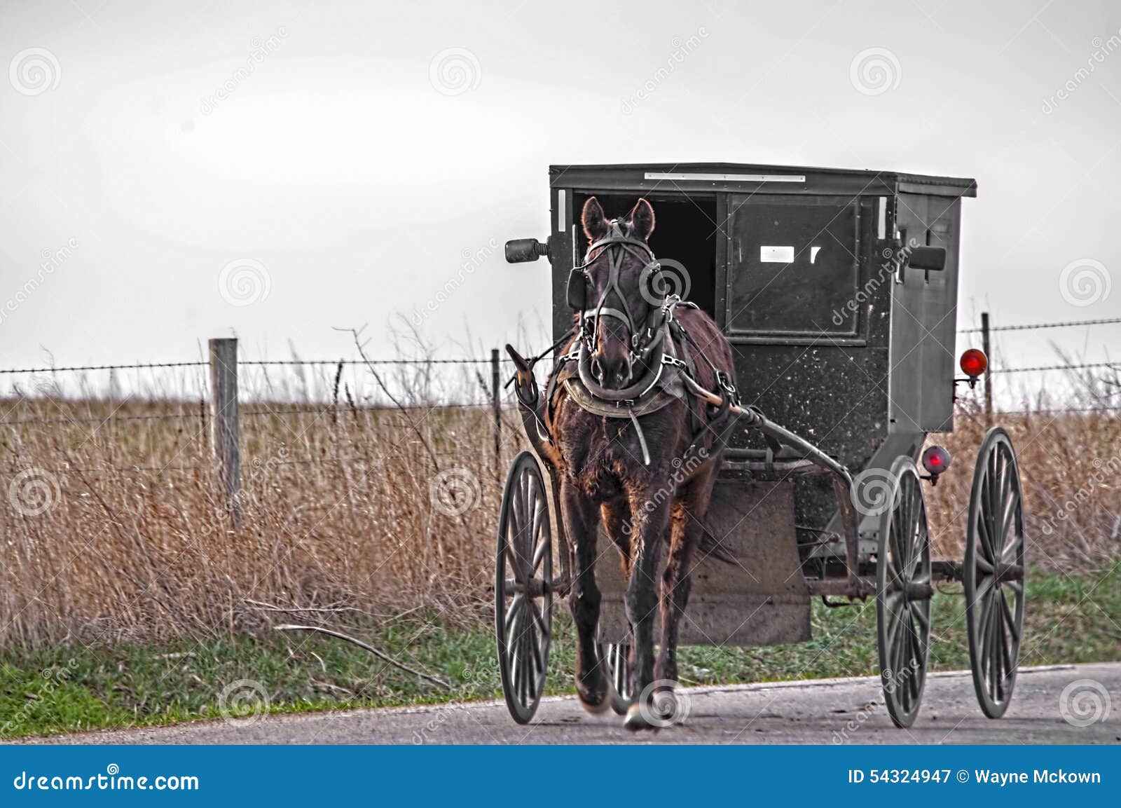 Amish horse and buggy stock image. Image of harness, field 54324947