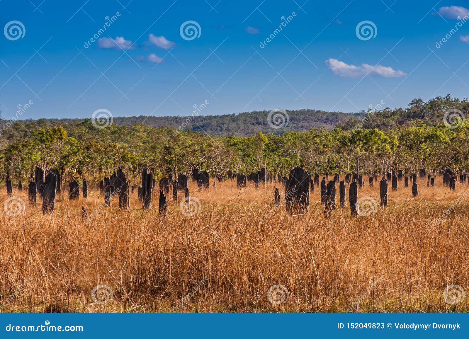 magnetic termite mounds, litchfield national park, australia
