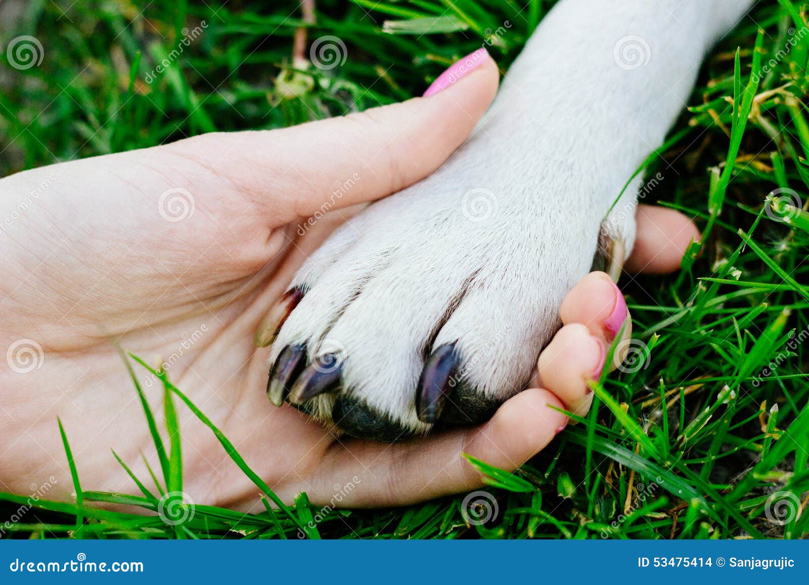 Amizade Entre O Ser Humano E O Animal Foto de Stock - Imagem de verde, sucesso: 53475414 Amizade Entre O Ser Humano E O Animal Foto de Stock - Imagem de verde, sucesso: 53475414