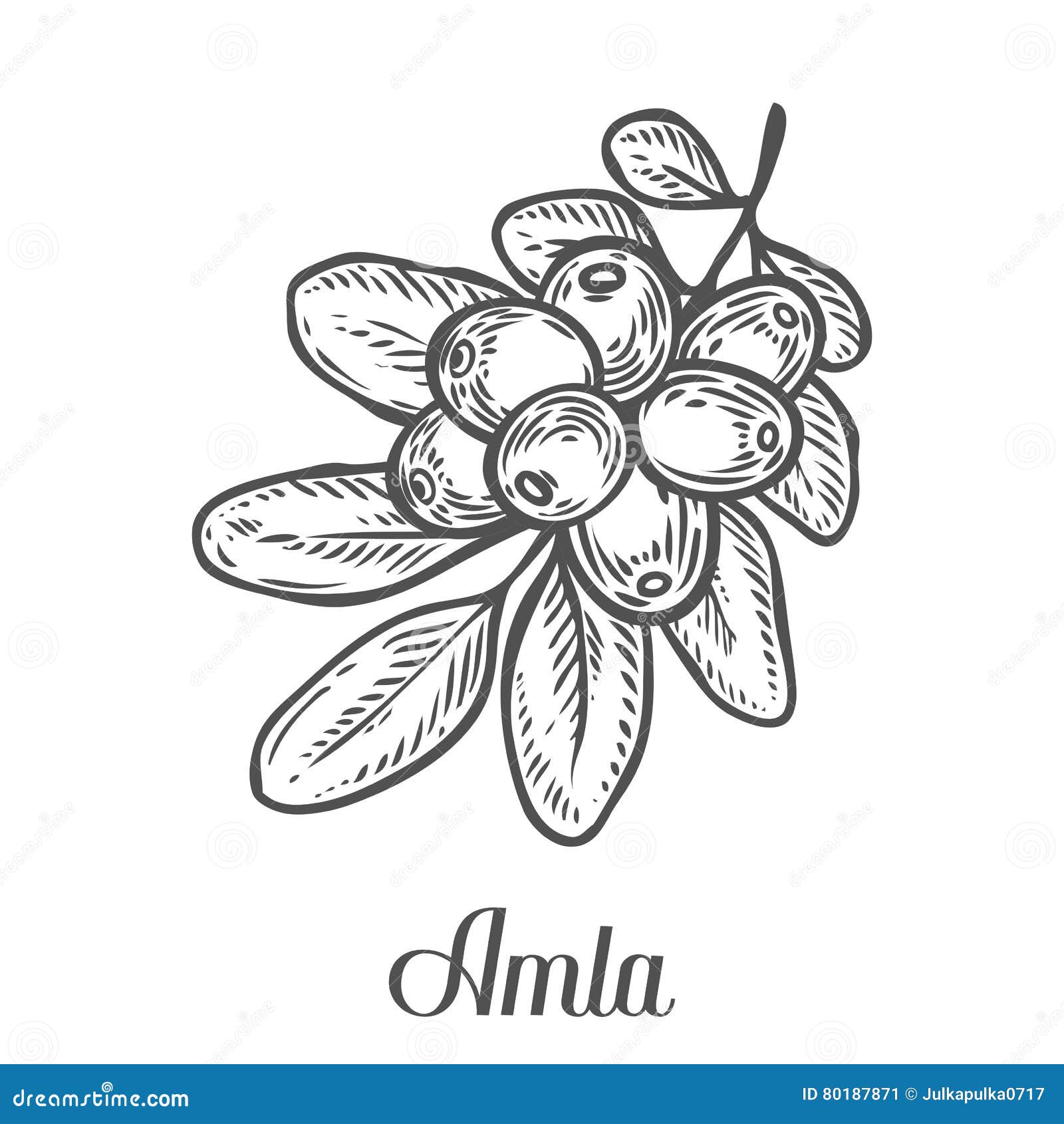 Amla Indian Gooseberry Plant Phyllanthus Emblica Hand Drawn