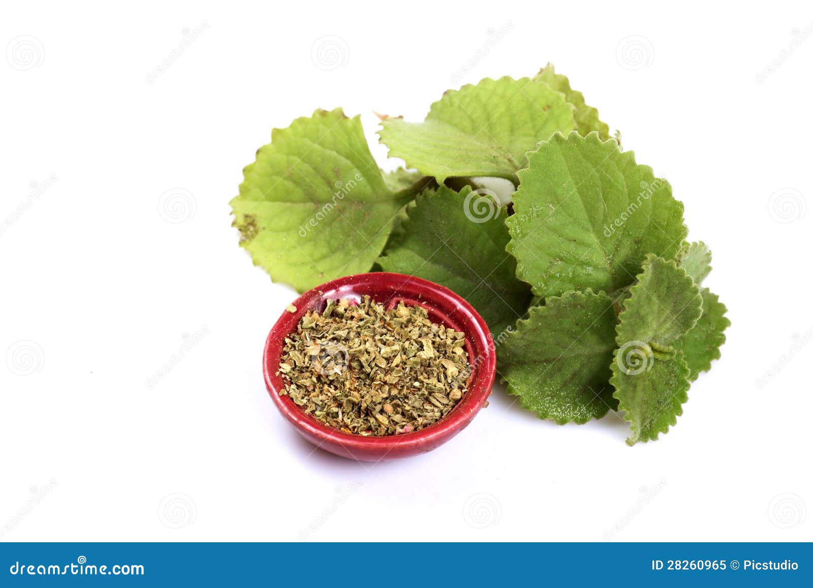 Ammi de Trachyspermum imagen de archivo. Imagen de detalle 28260965