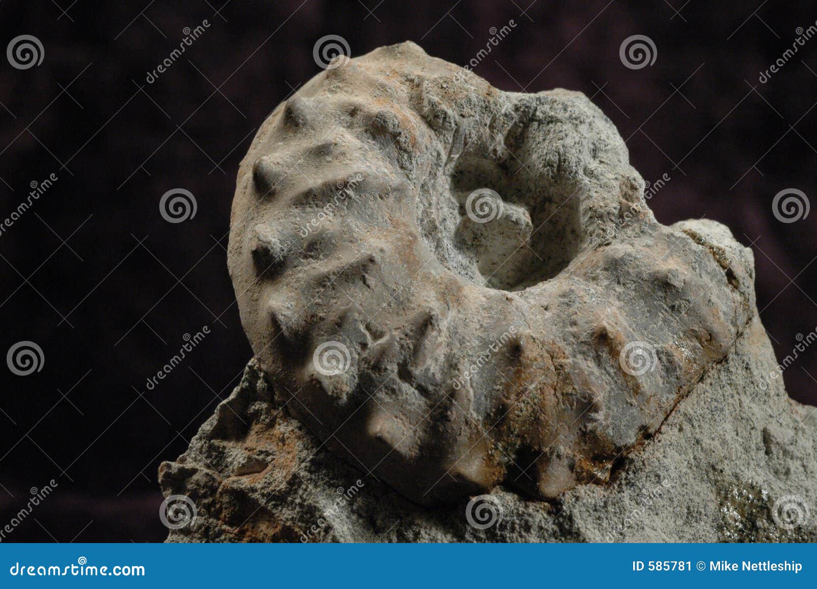 ammonite