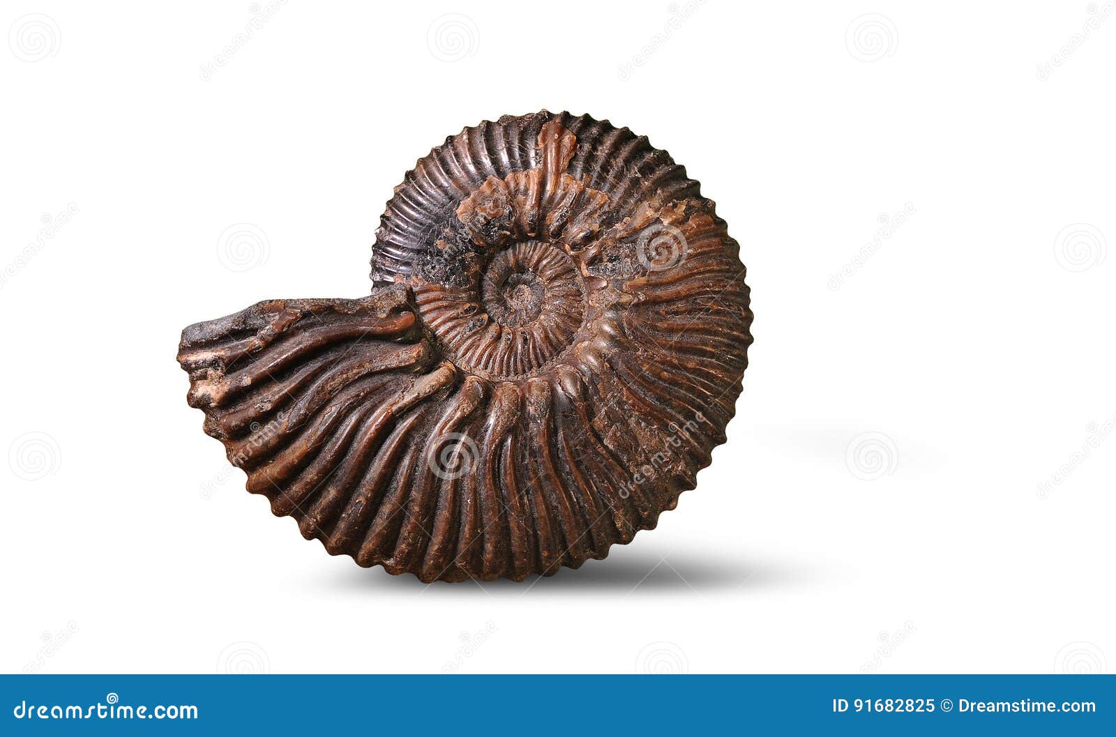 ammonite - fossil mollusk.