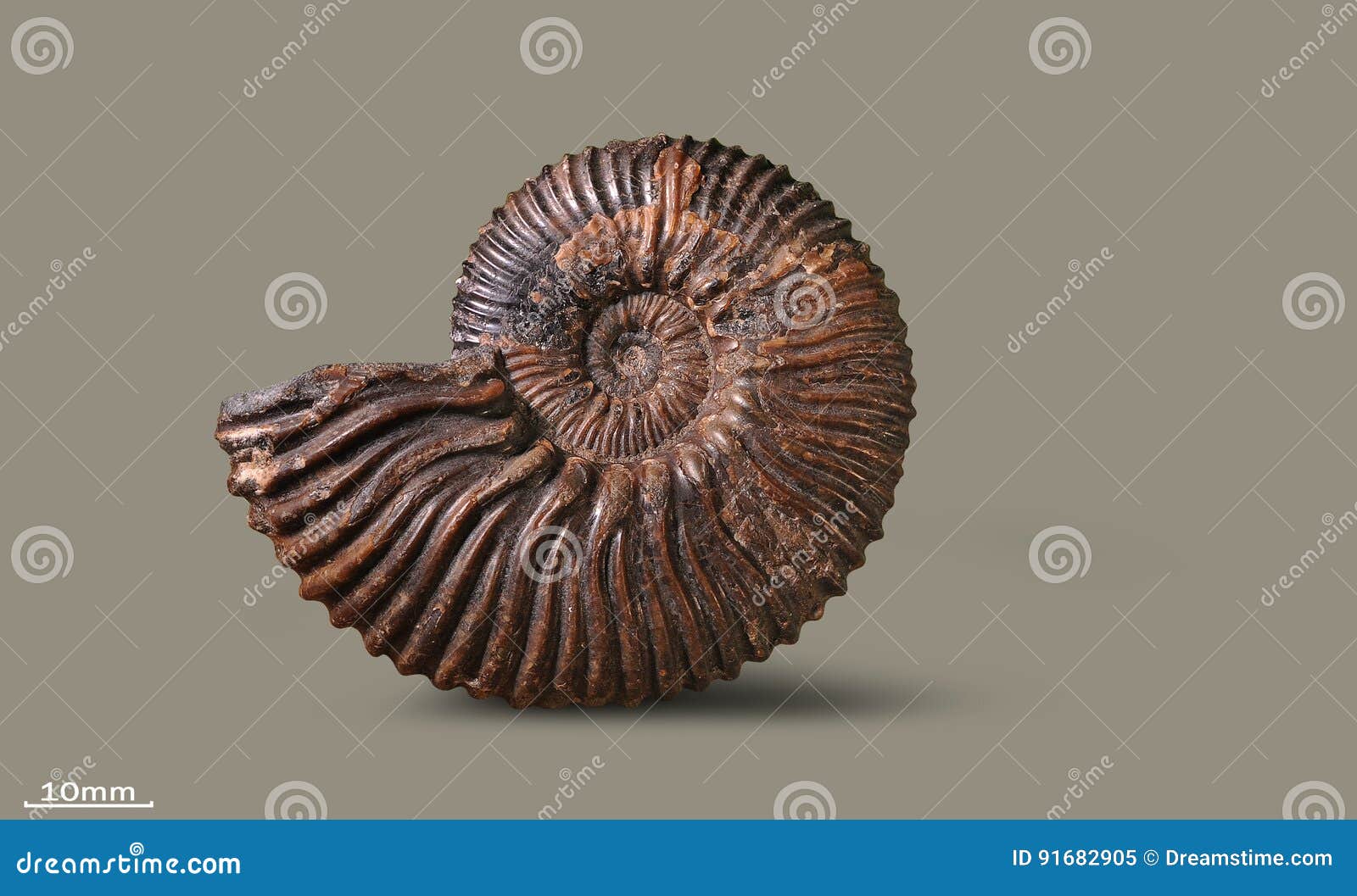 ammonite - fossil mollusk.