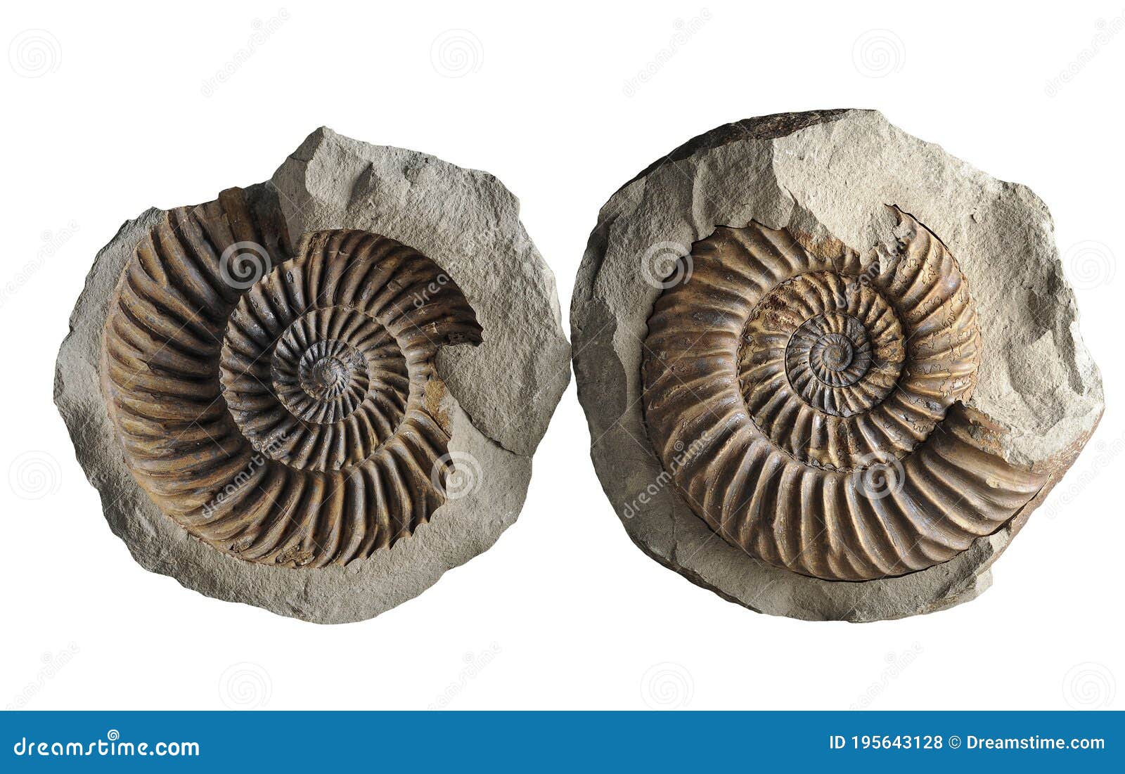 ammonite - fossil mollusk.