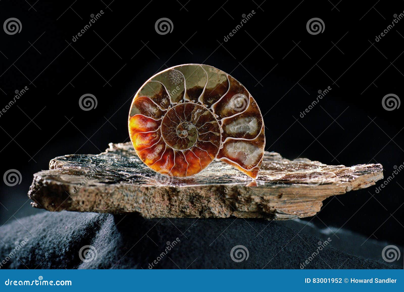 ammonite on mica