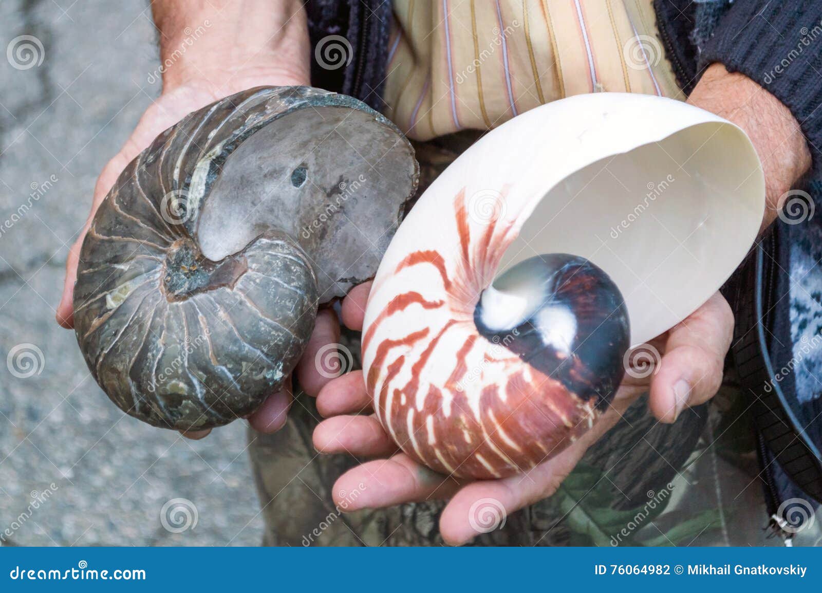 Ammonite Mineral and Model Nautilus in Hands Stock Photo Image of