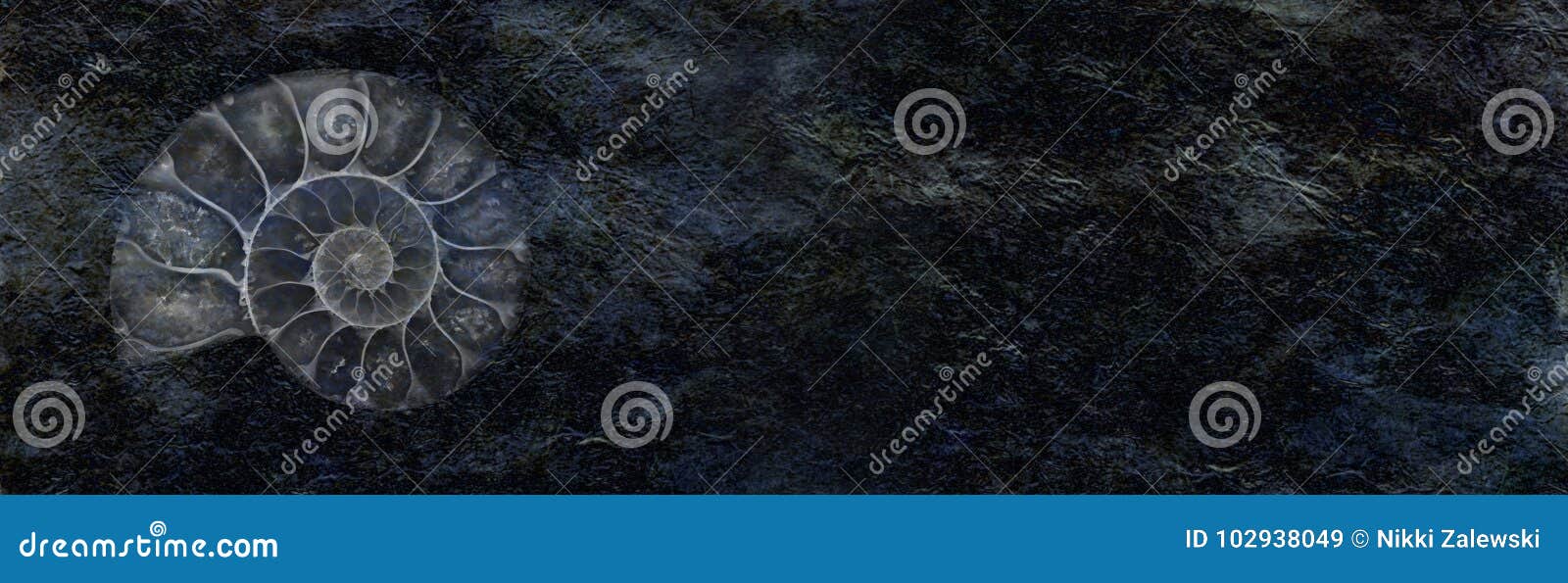 ammonite on rough black stone background