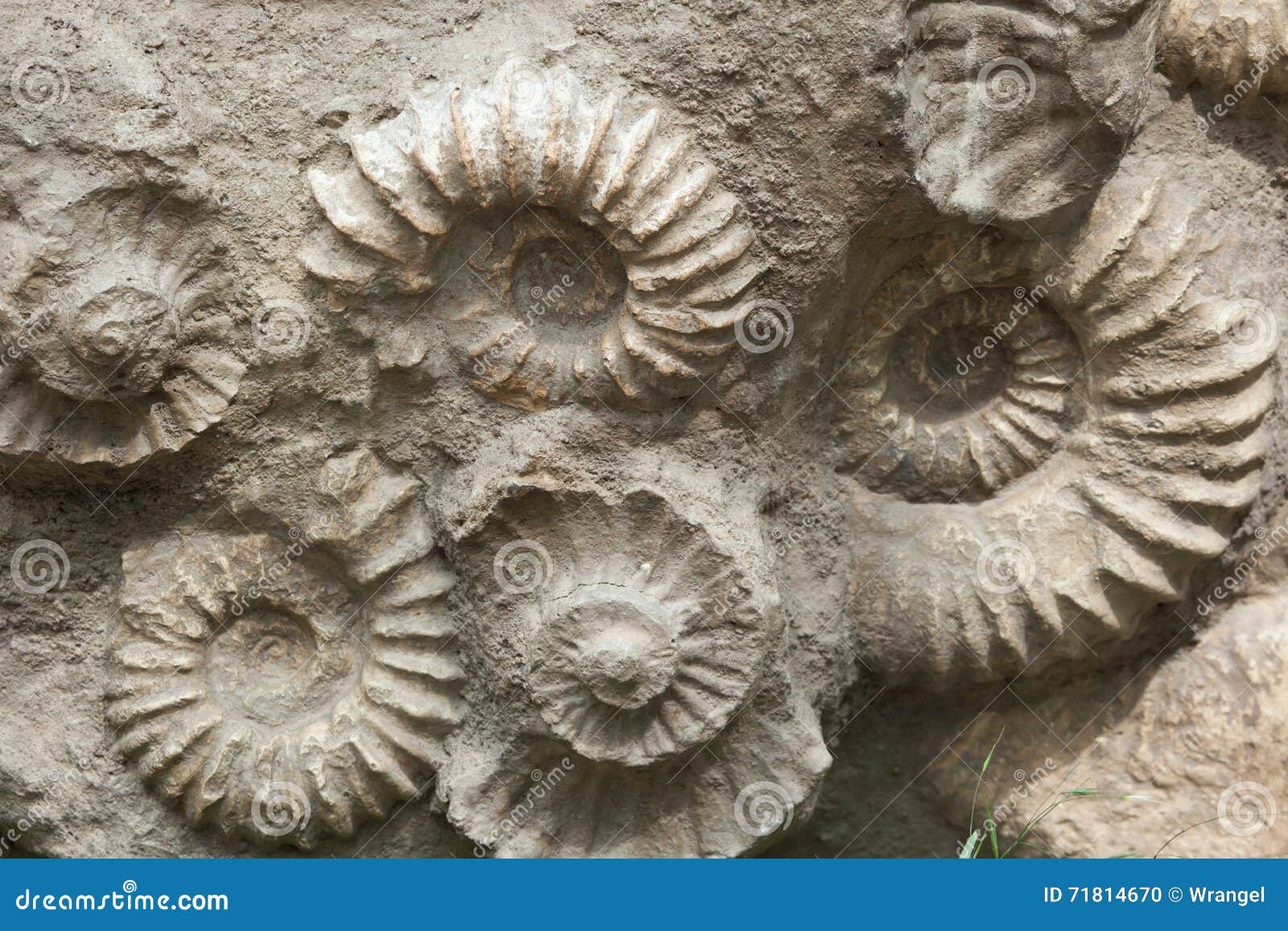 cretaceous period fossils