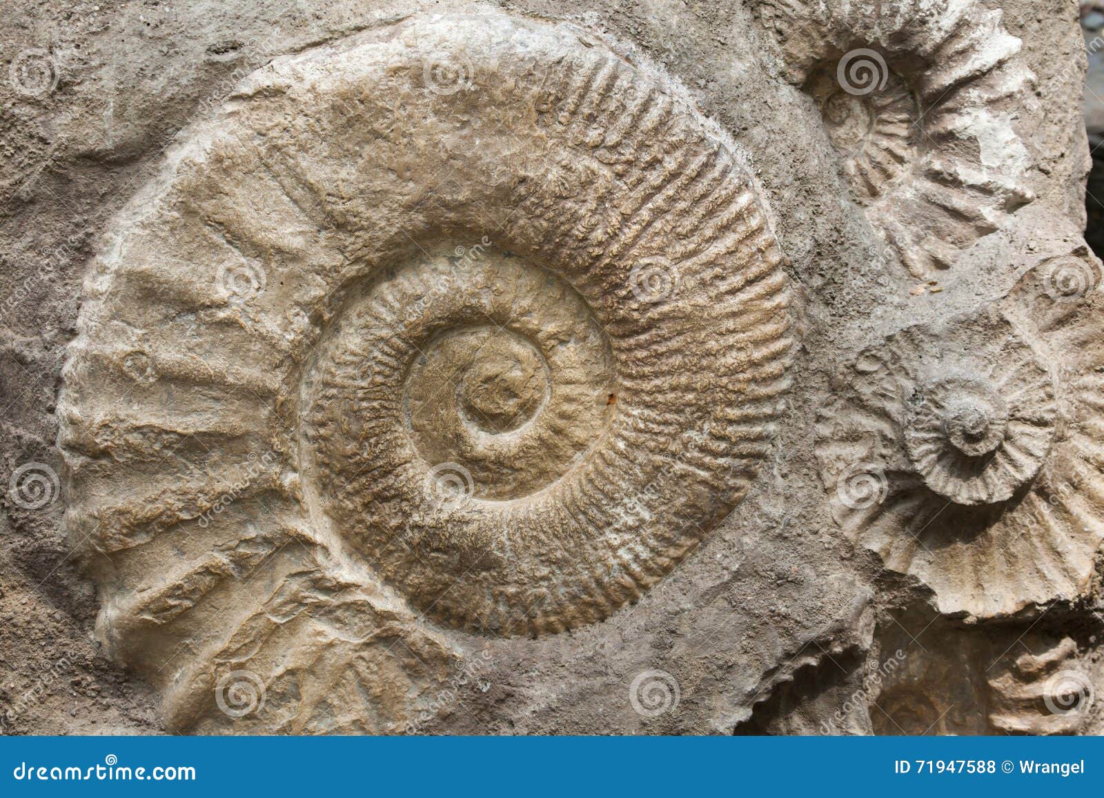 ammonites from the cretaceous period found as fossils.